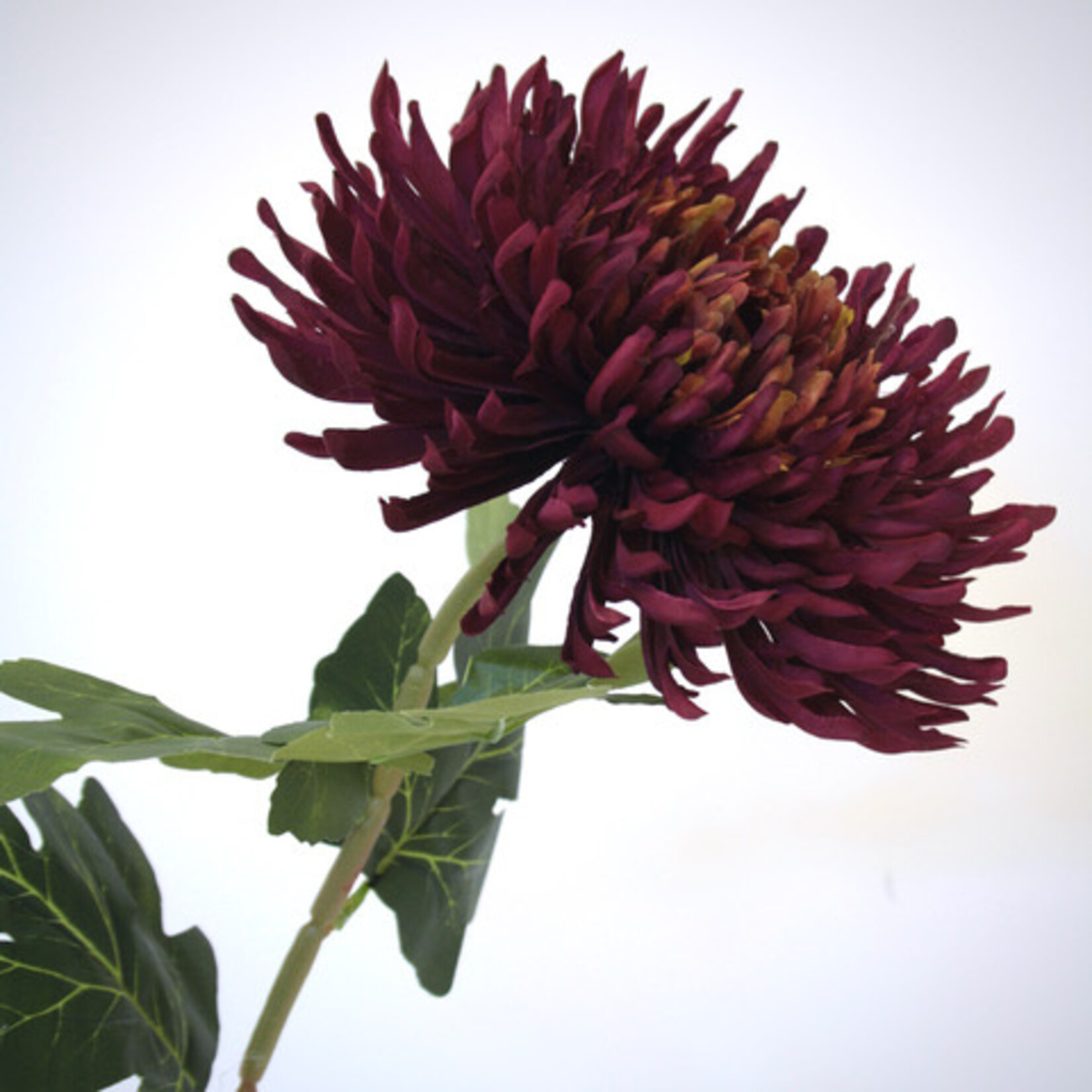 JAPANSE SPIDER CHRYSANT | BORDEAUX | 65 CM