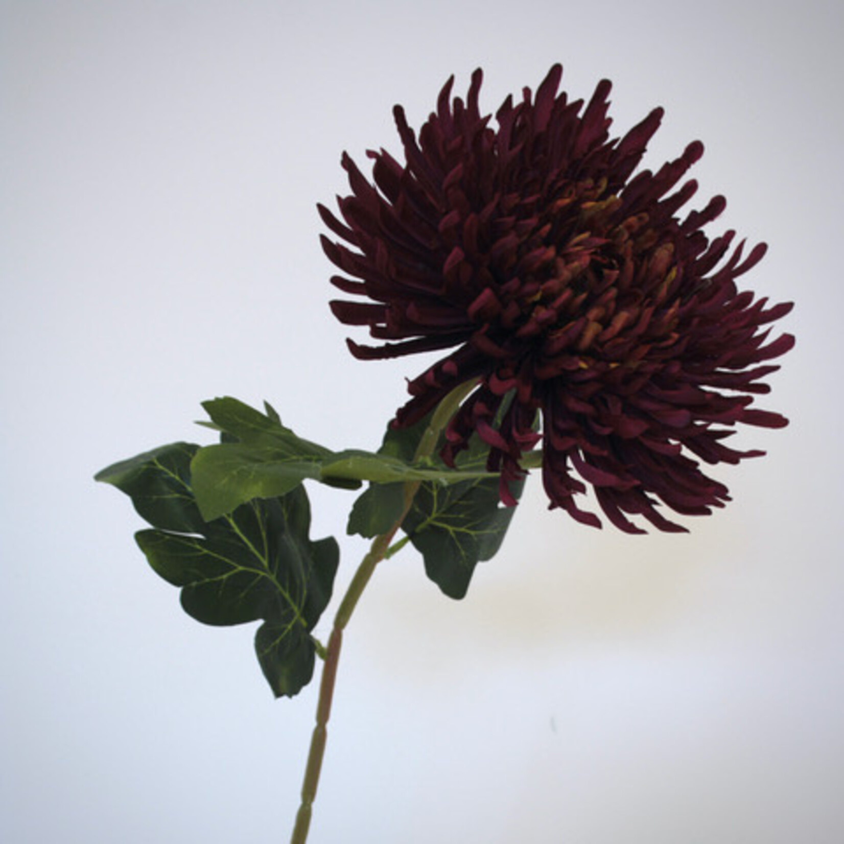 JAPANESE SPIDER CHRYSANT | BURGUNDY | 65 CM