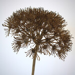 HOGWEED | BROWN | 76 CM