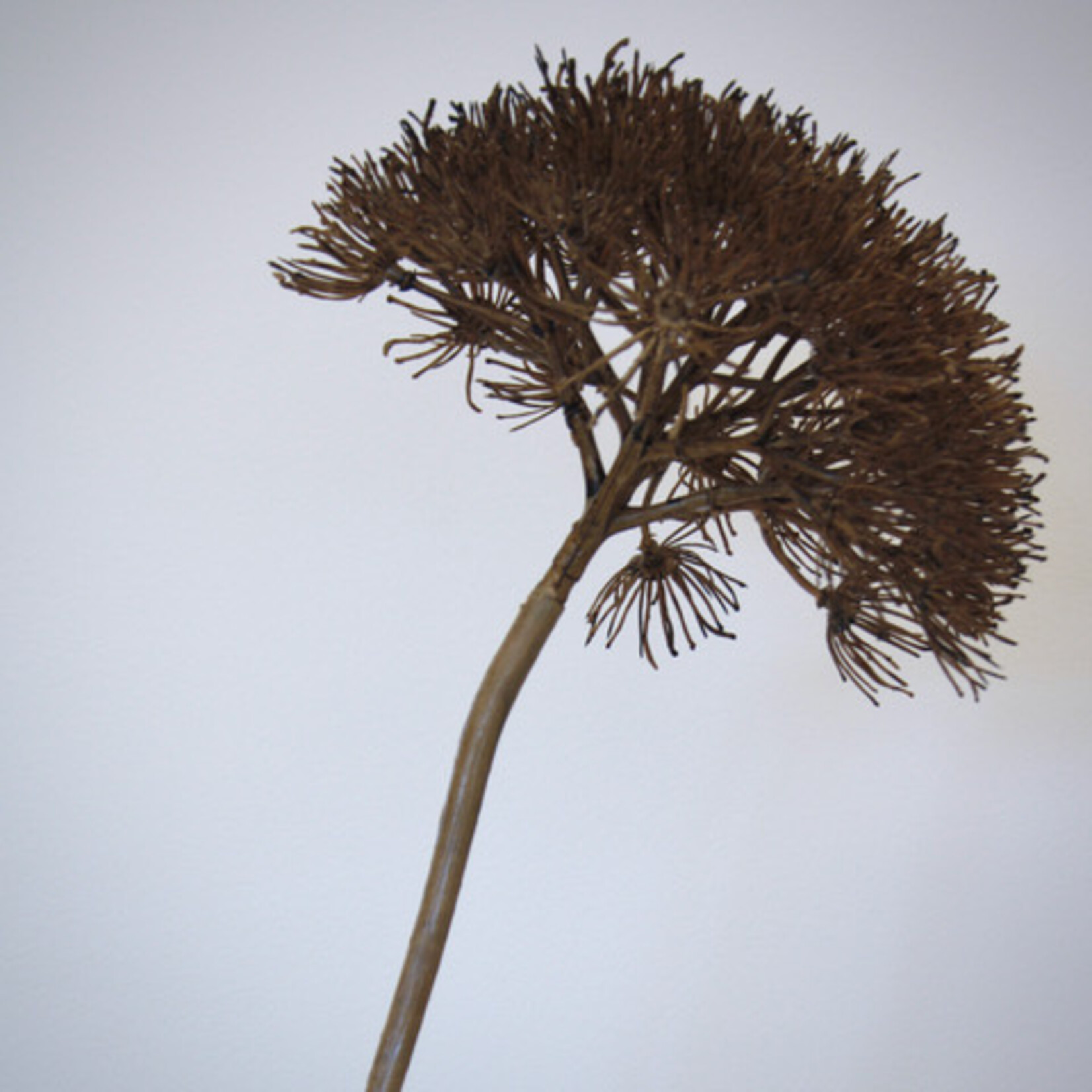 HOGWEED | BROWN | 76 CM
