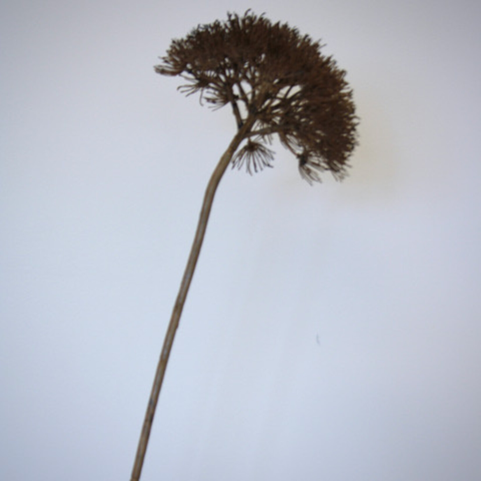 HOGWEED | BROWN | 76 CM