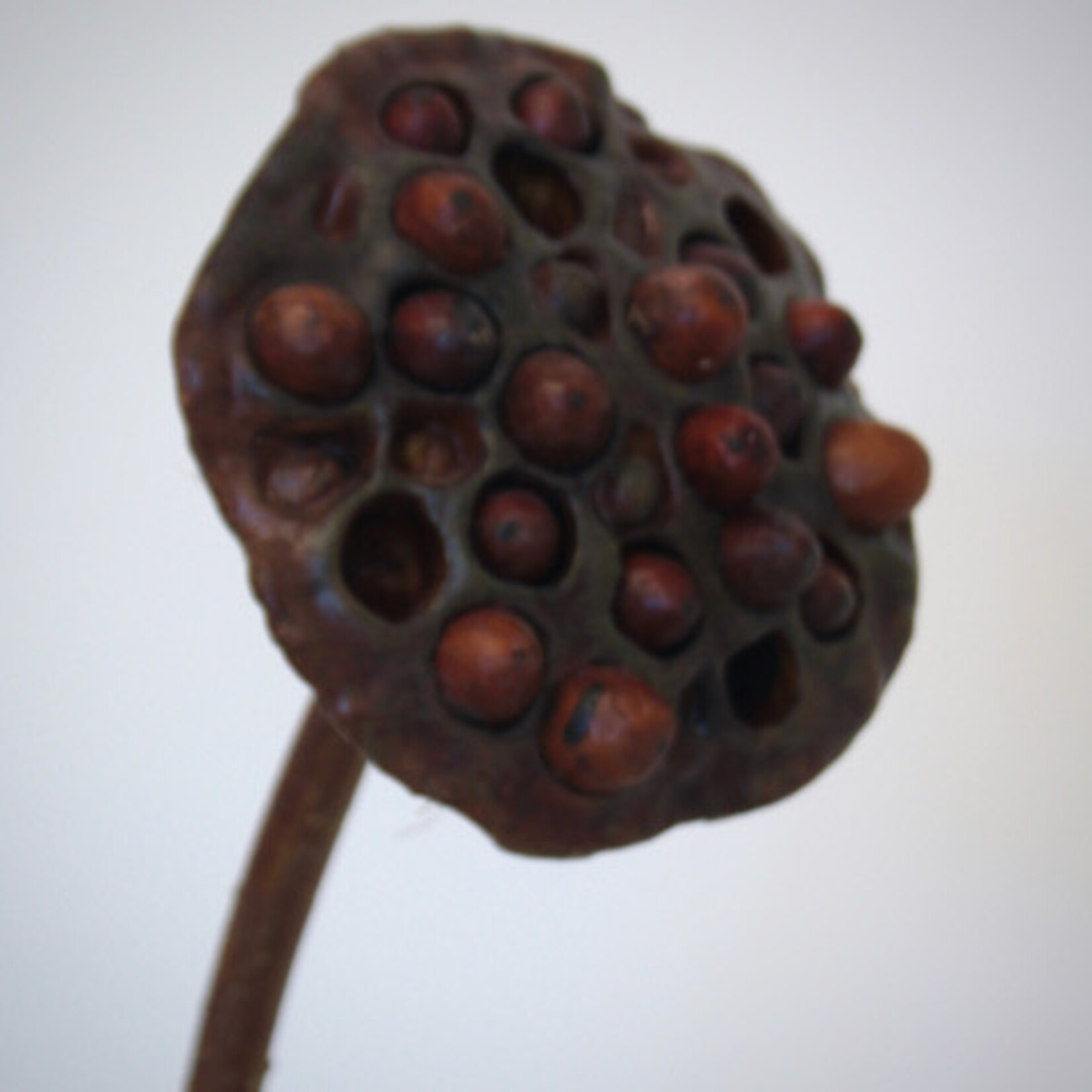 LOTUS | BRUIN | 70 CM