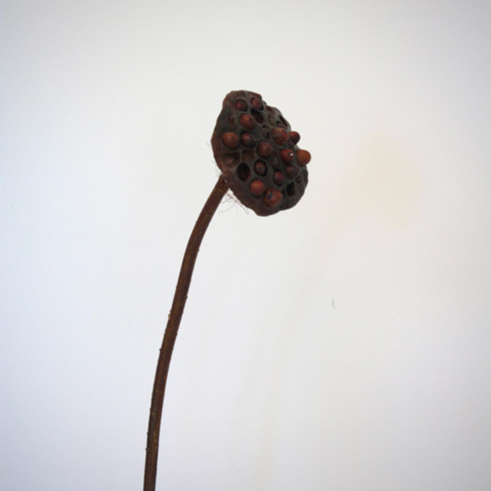 LOTUS | BROWN | 70 CM