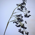 BERRY  SPRAY | BLACK | 65 CM