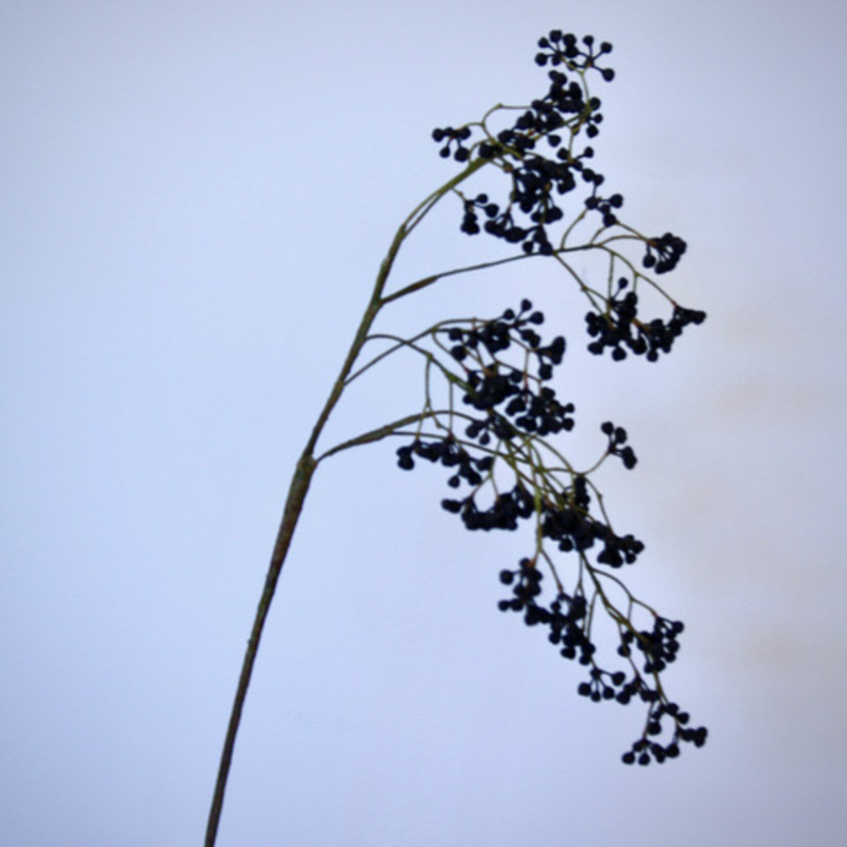 BERRY  SPRAY | BLACK | 65 CM