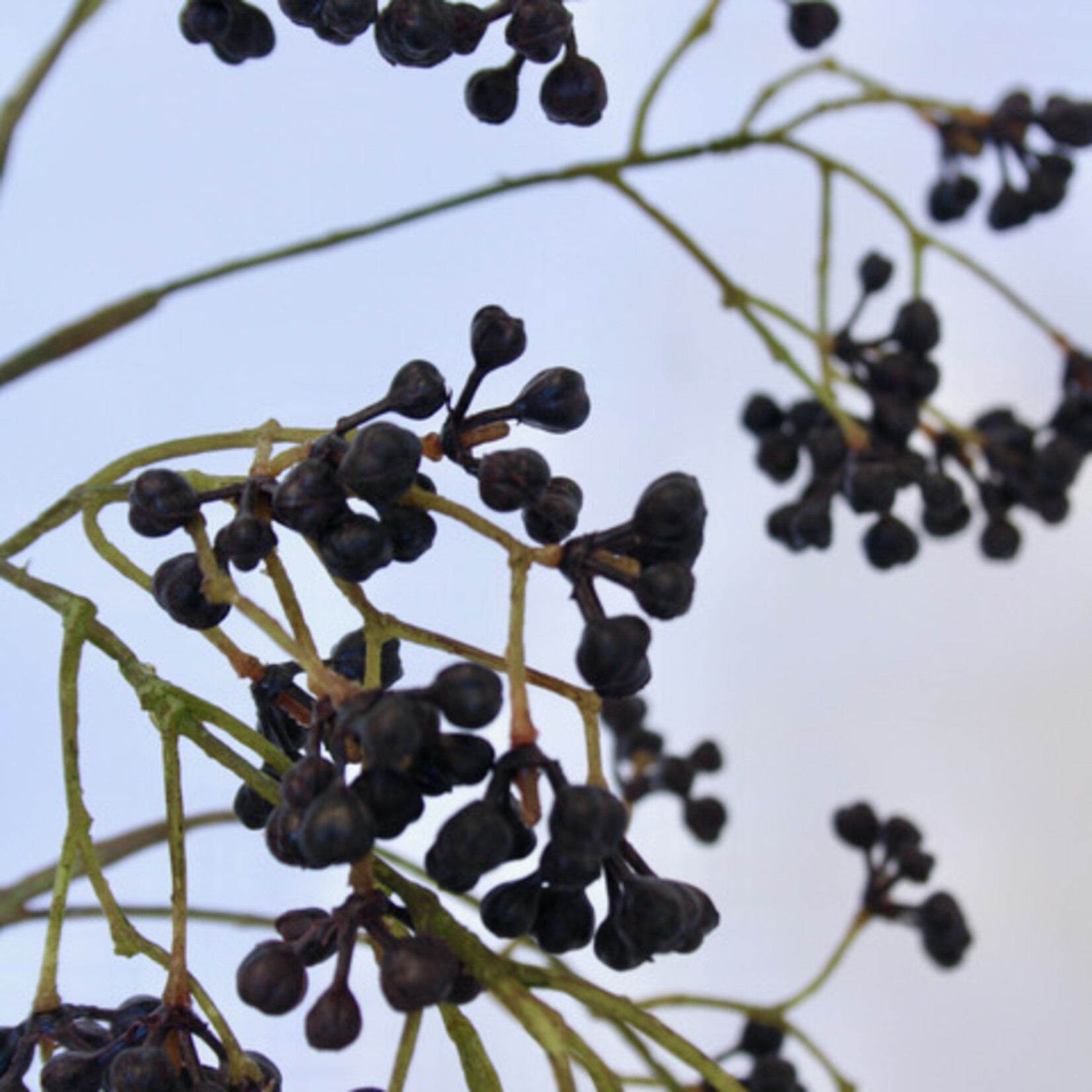 BERRY  SPRAY | BLACK | 65 CM