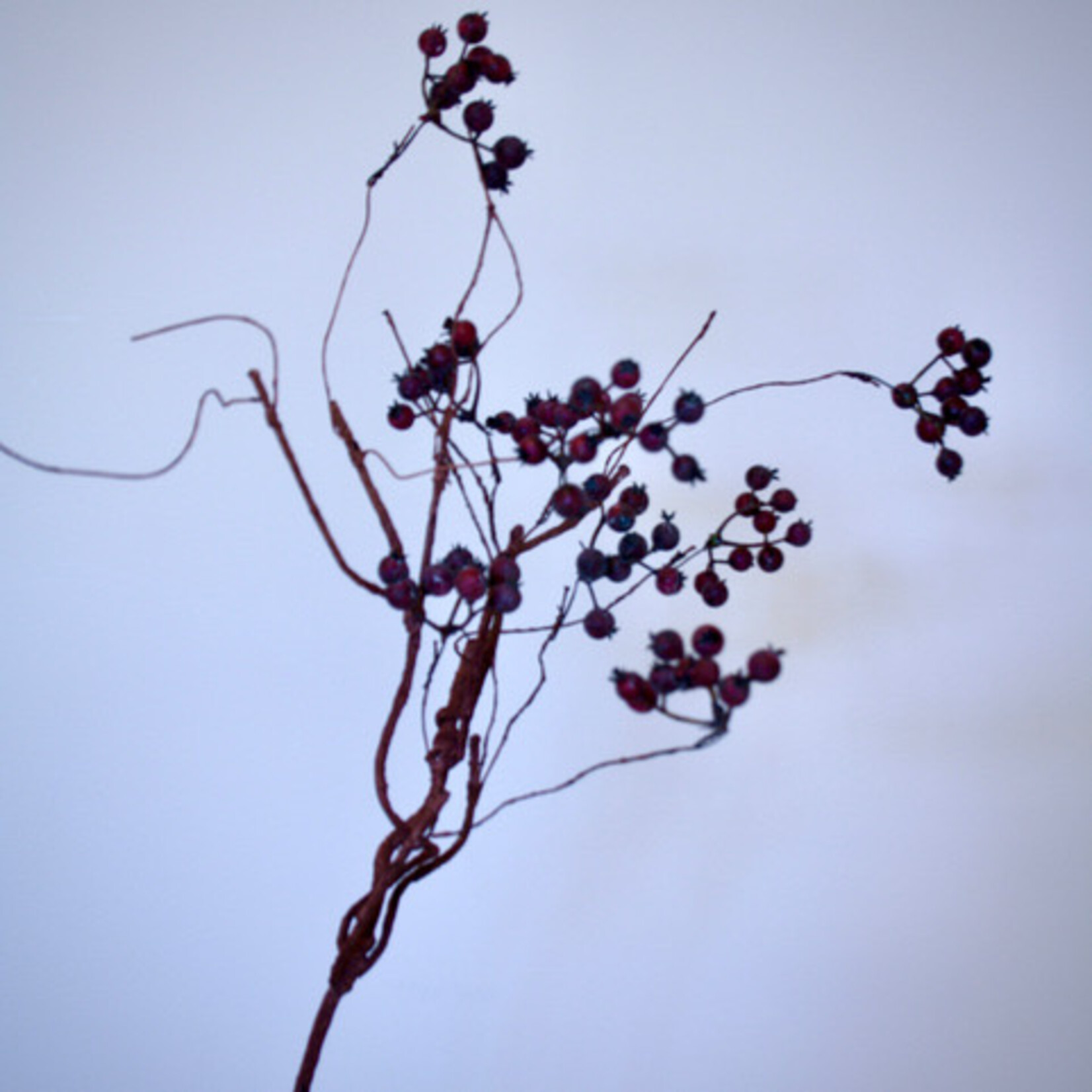 BERRY  SPRAY | RED| 55 CM