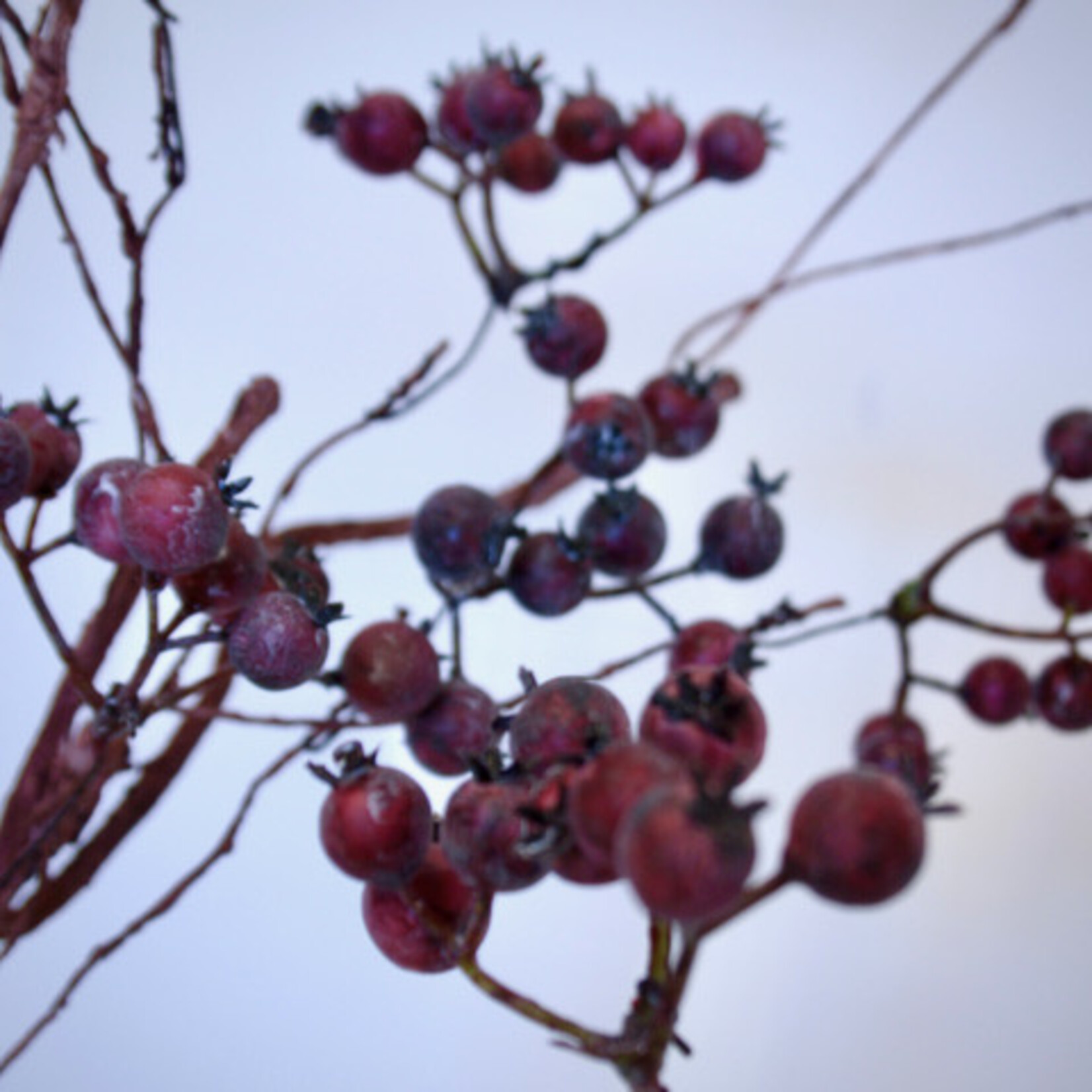 BERRY  SPRAY | RED| 55 CM