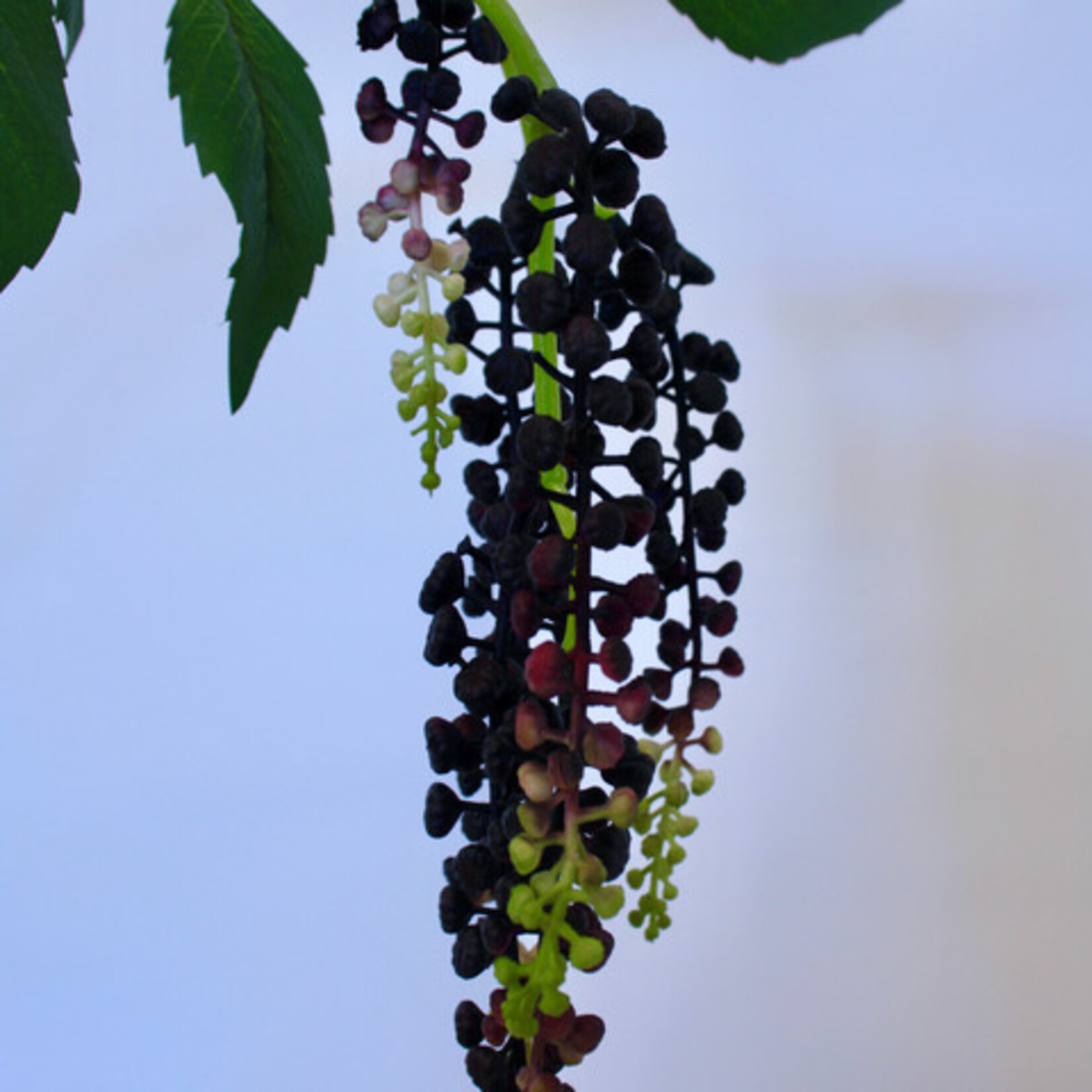 BERRY BRANCH HANGING | BURGUNDY | 75 CM