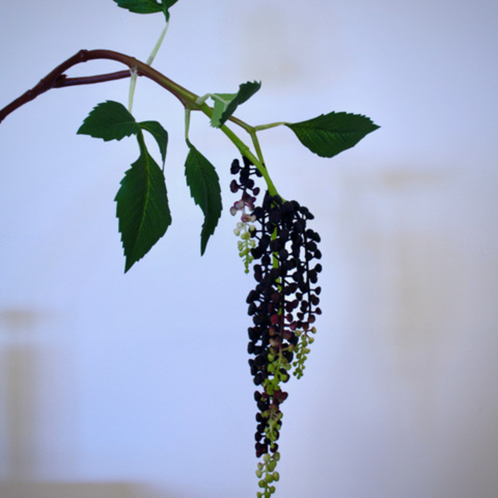 BERRY BRANCH HANGING | BURGUNDY | 75 CM
