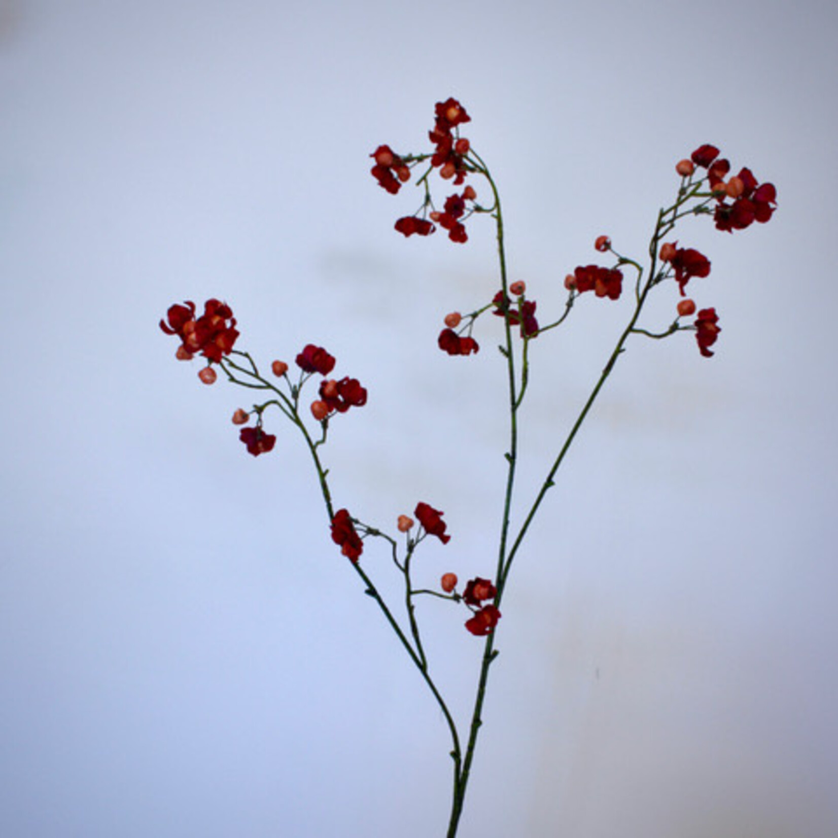 BESSENTAK BITTERSWEET | ROOD|  90 CM