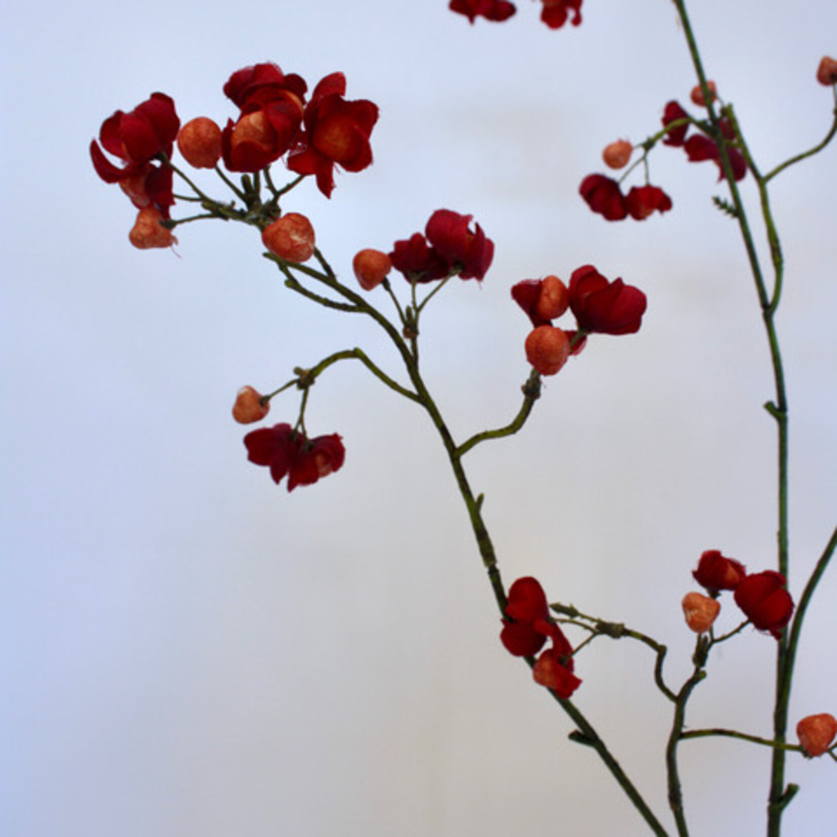 BESSENTAK BITTERSWEET | ROOD|  90 CM