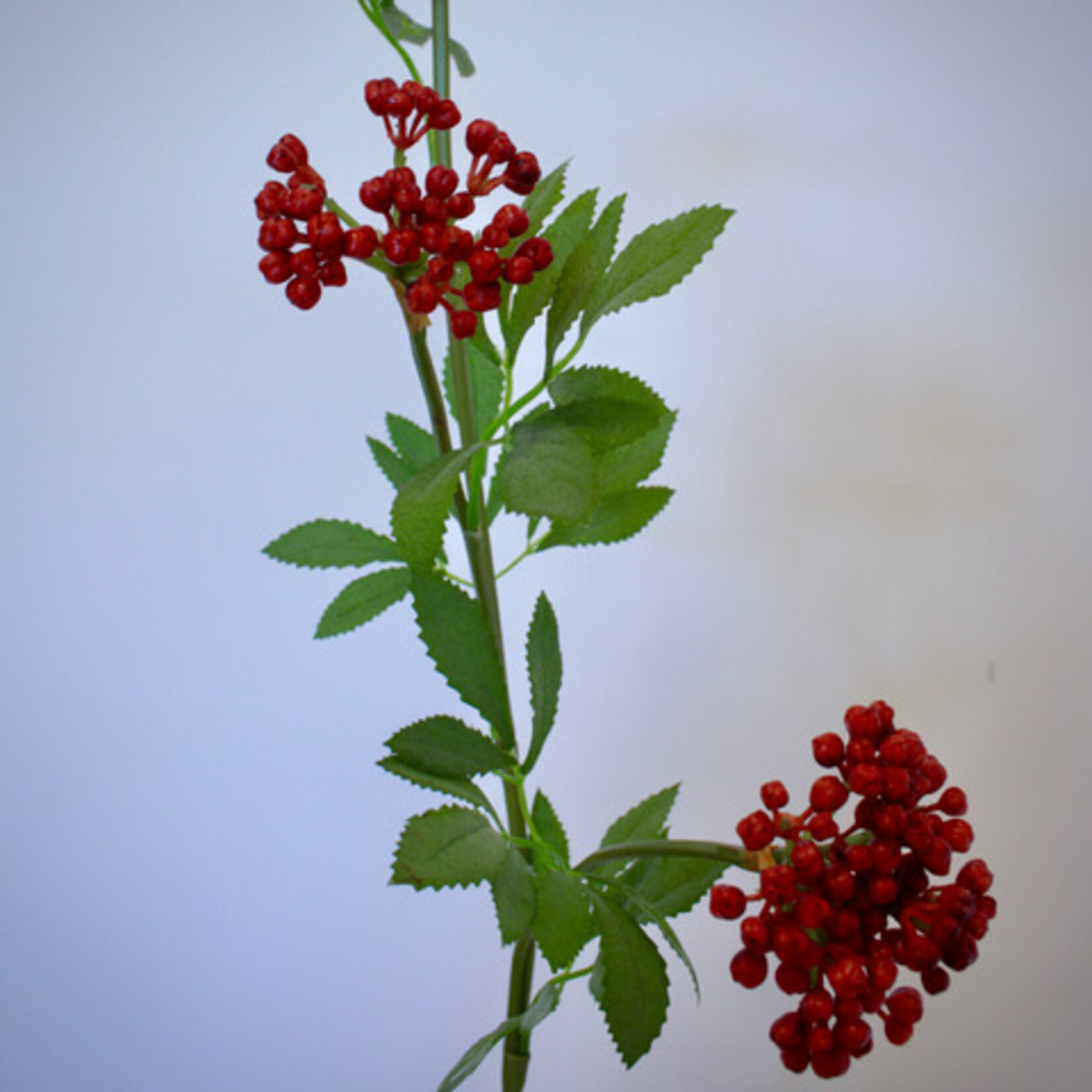 BERRY  SPRAY | RED | 80 CM