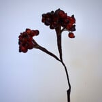 BERRY  SPRAY | RED | 60 CM