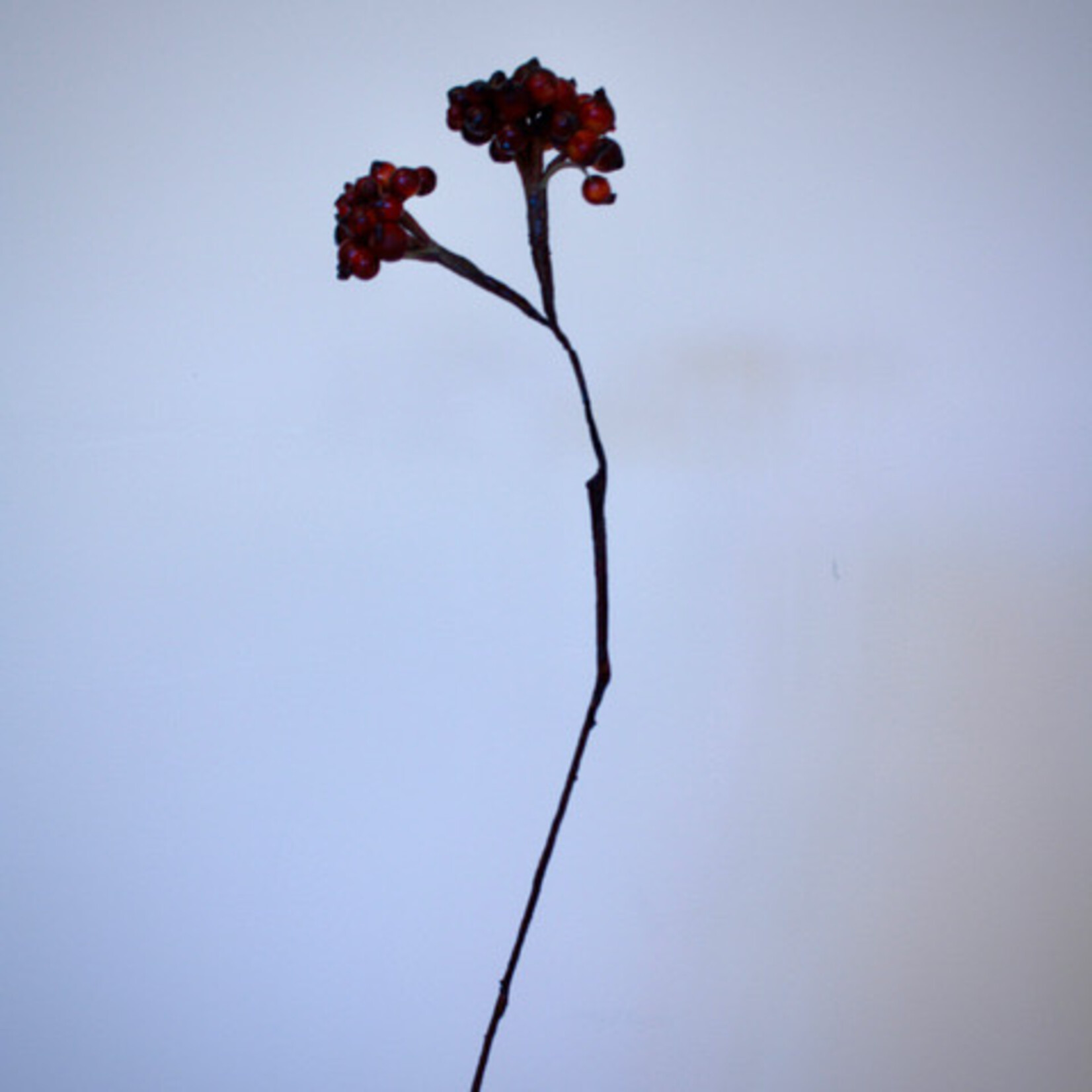 BERRY  SPRAY | RED | 60 CM