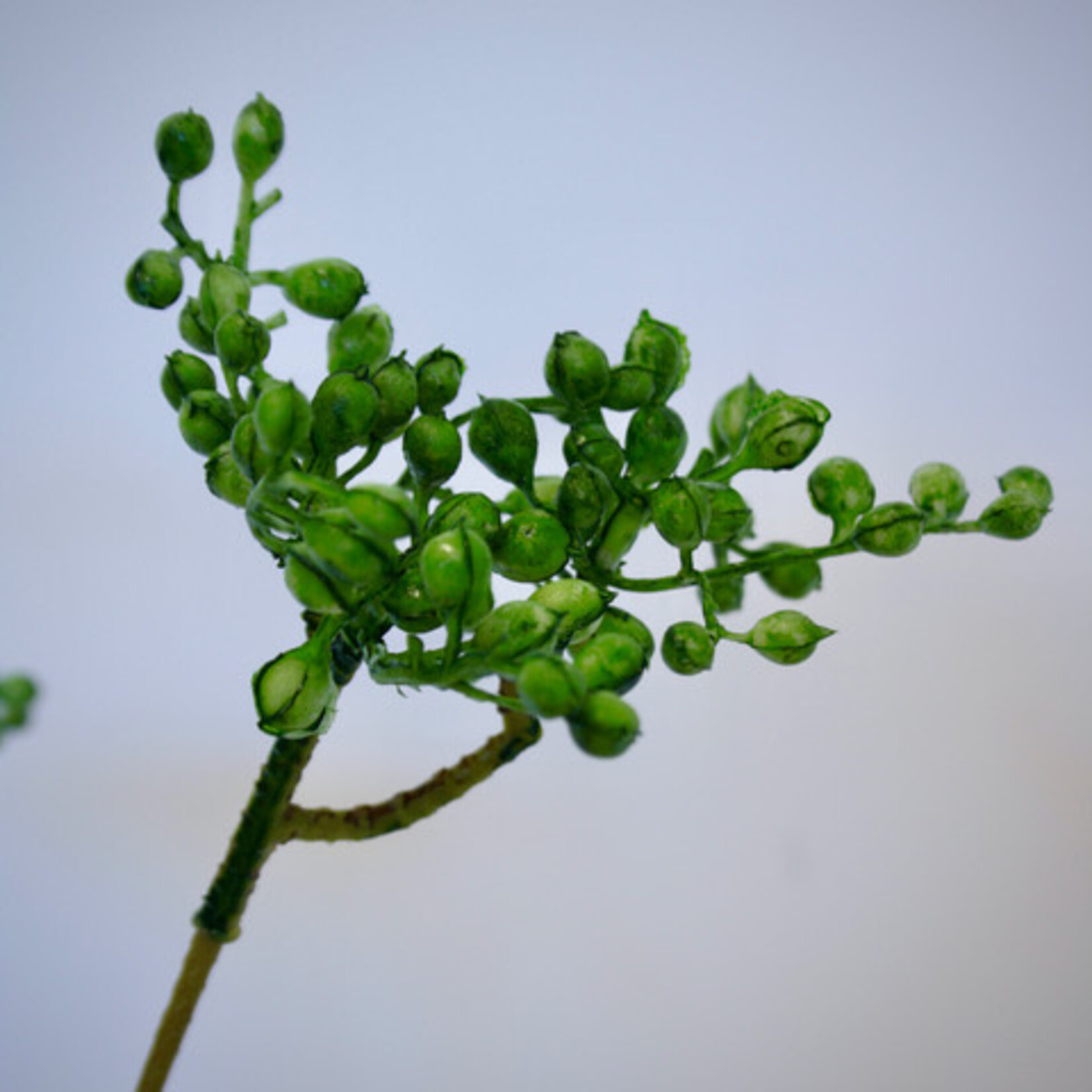 BESSENTAK | GROEN |  63 CM