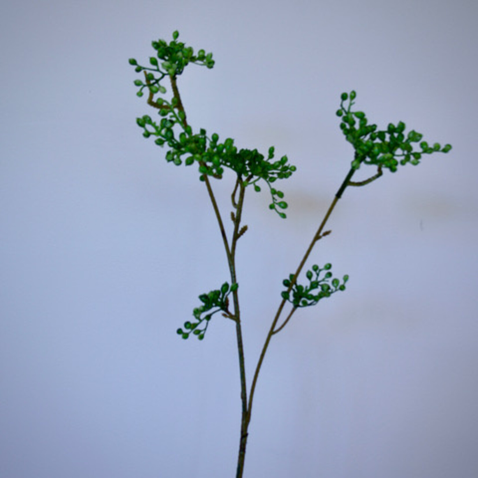 BERRY  SPRAY | GREEN | 63 CM