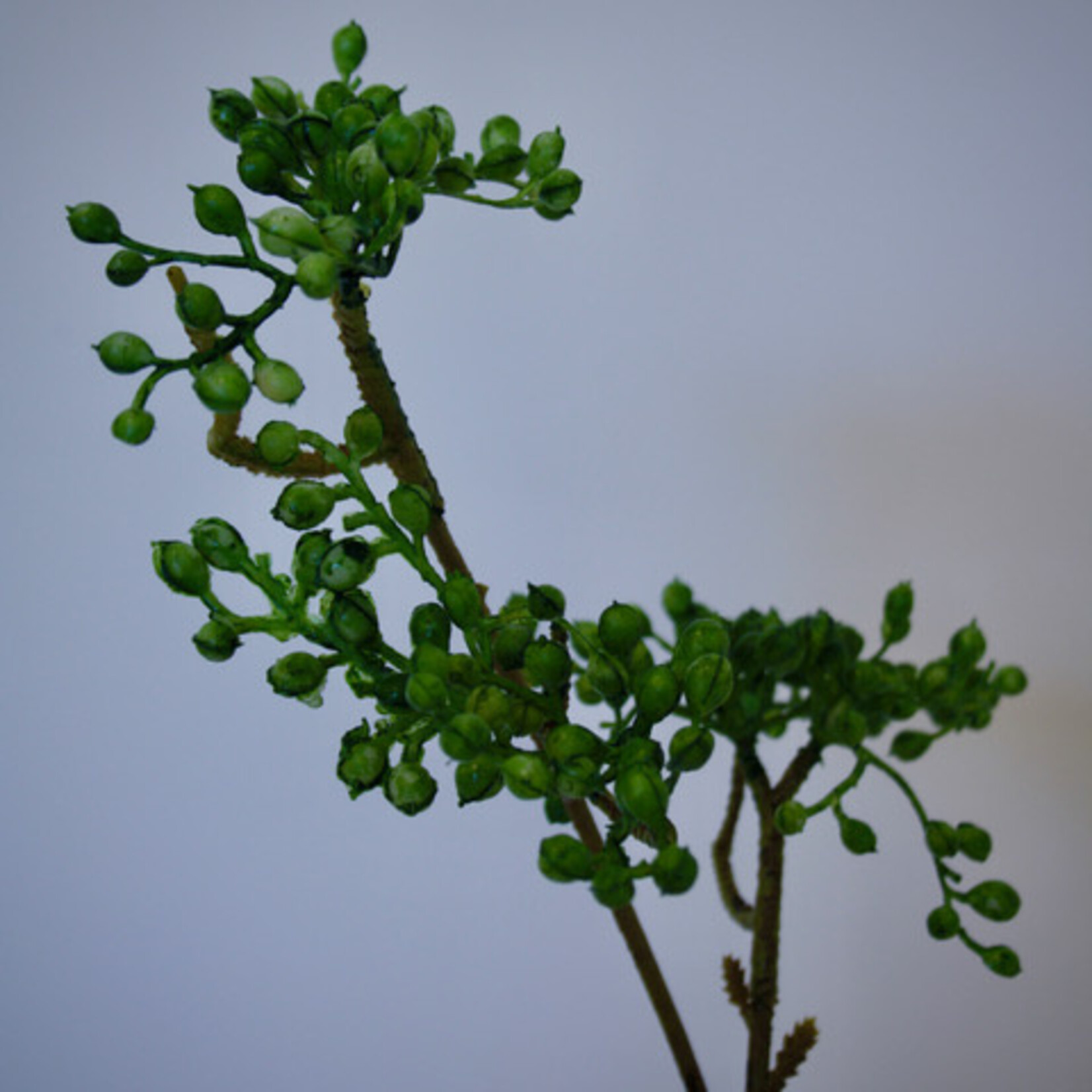 BERRY  SPRAY | GREEN | 63 CM