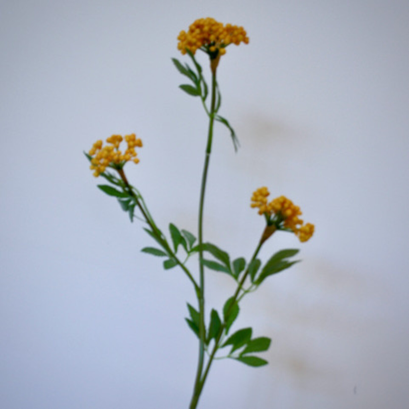 BERRY  SPRAY | YELLOW | 80 CM