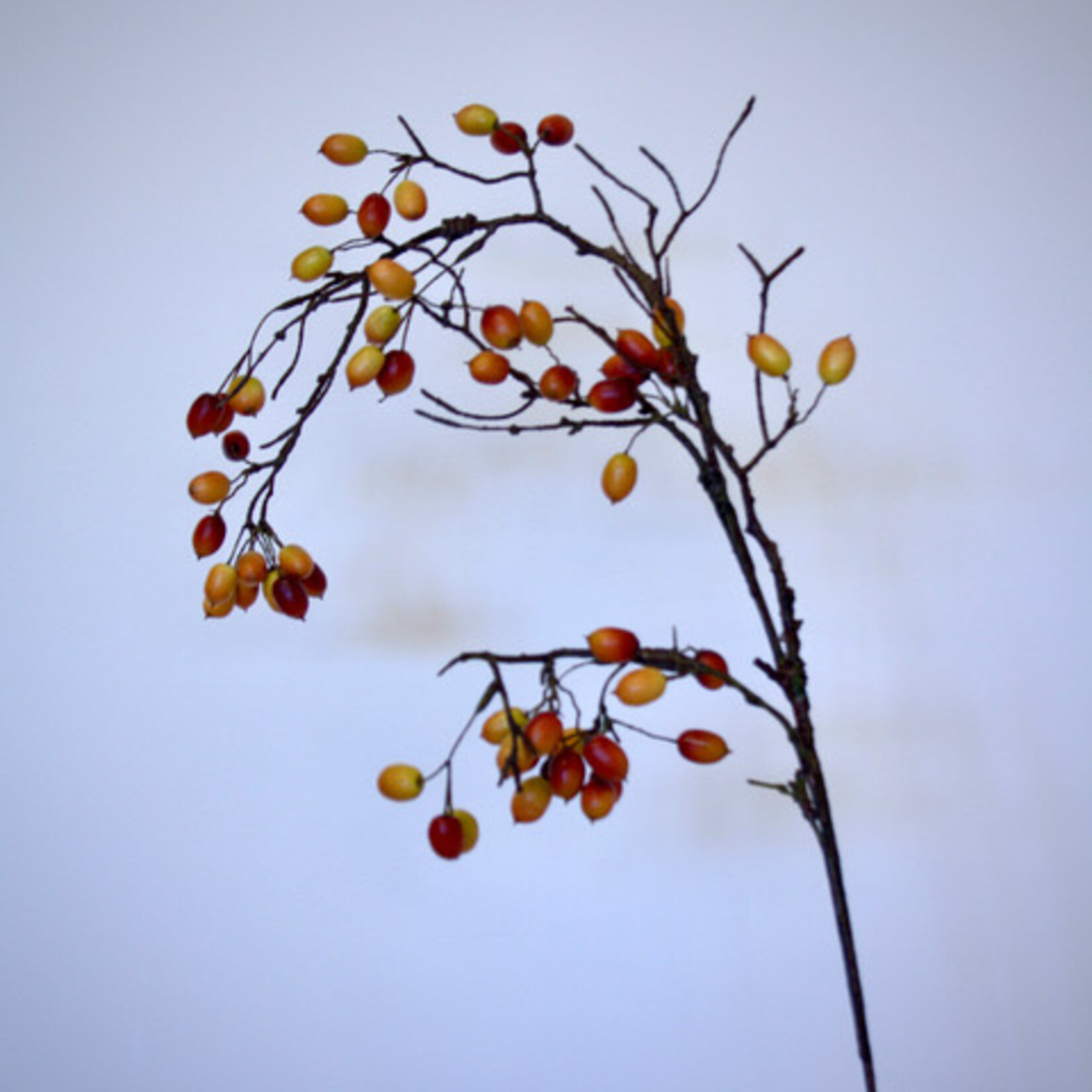 ROZENBOTTEL | GEEL | 95 CM