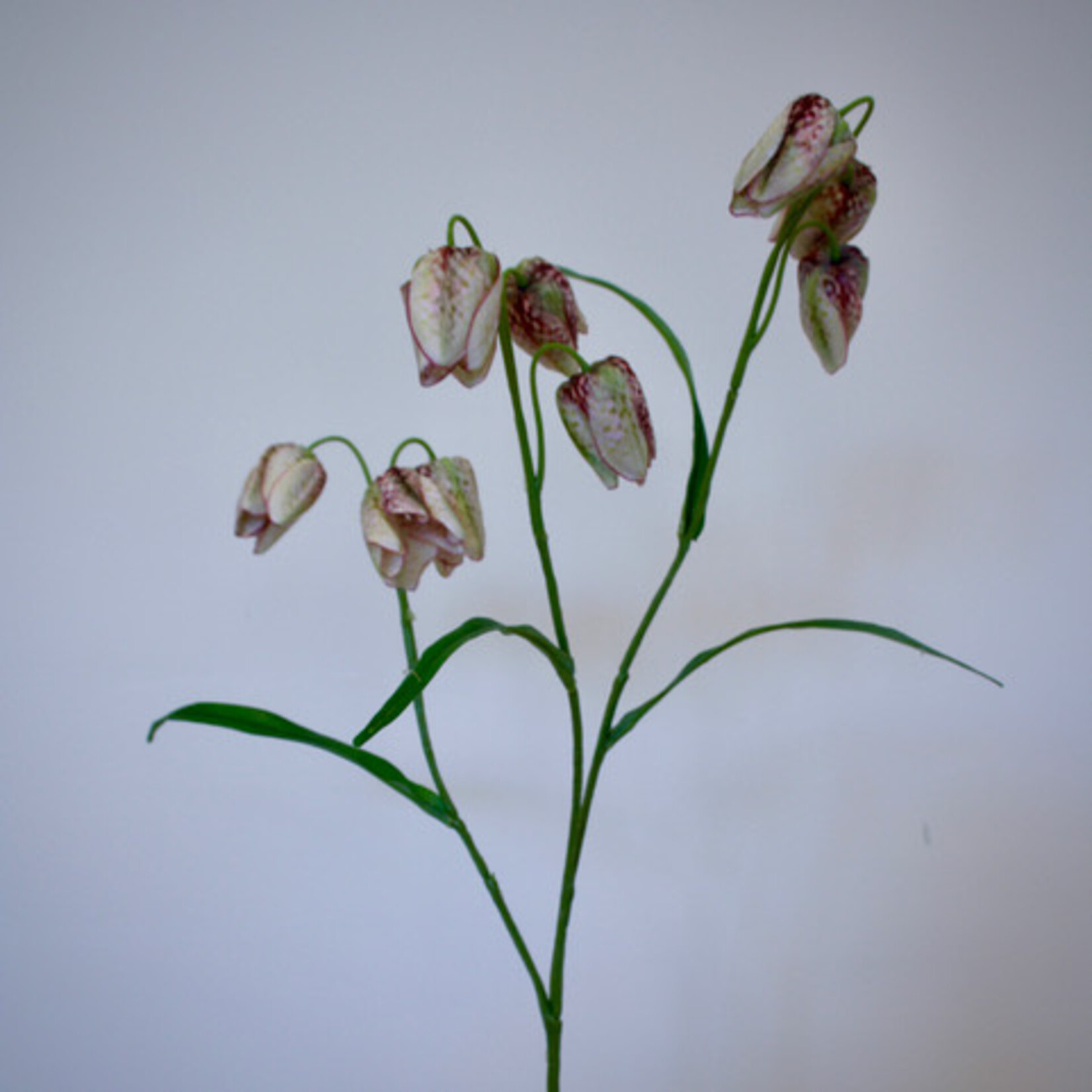 FRITILLARIA | CREAM BURGUNDY | 70 CM