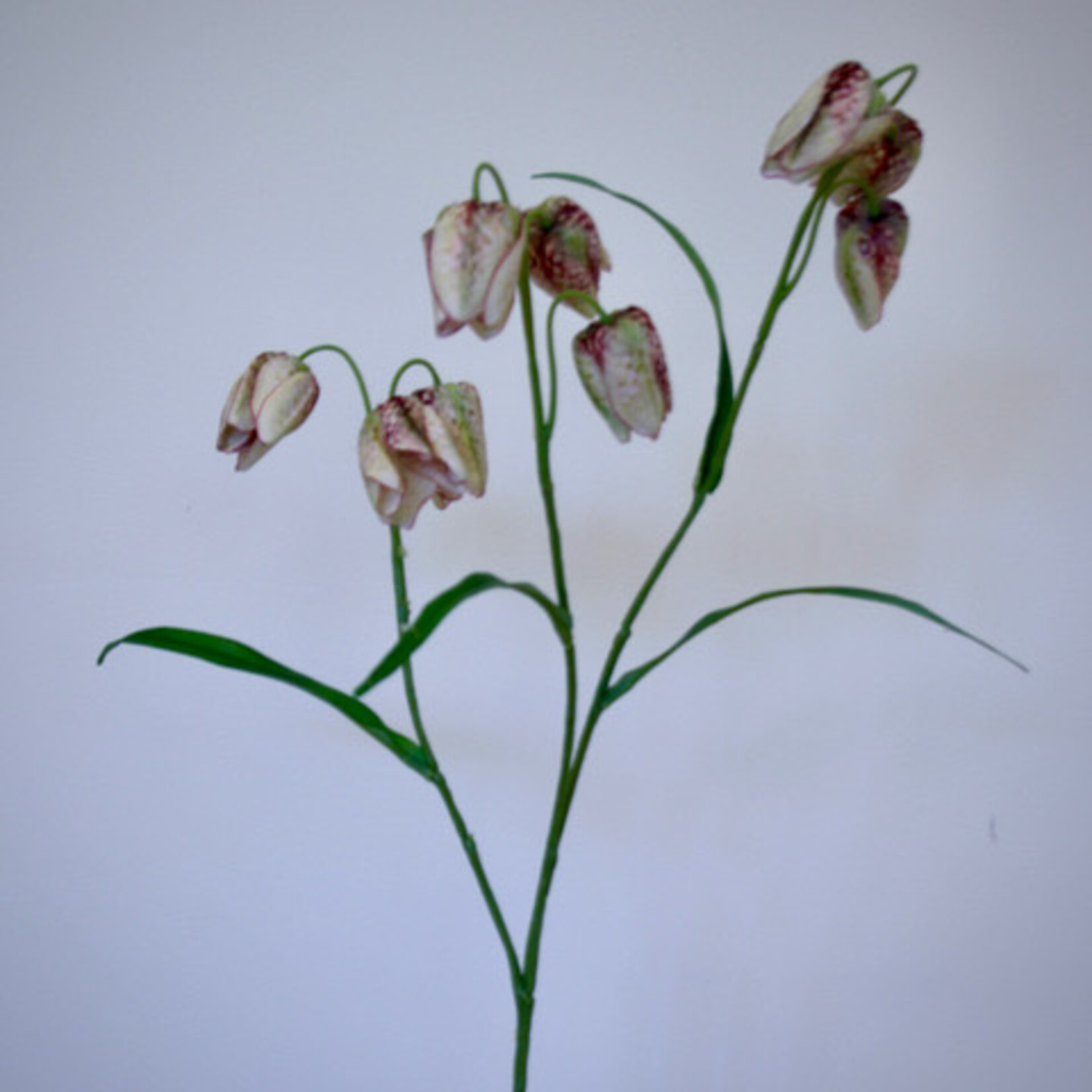 FRITILLARIA | CREME BORDEAUX | 70 CM