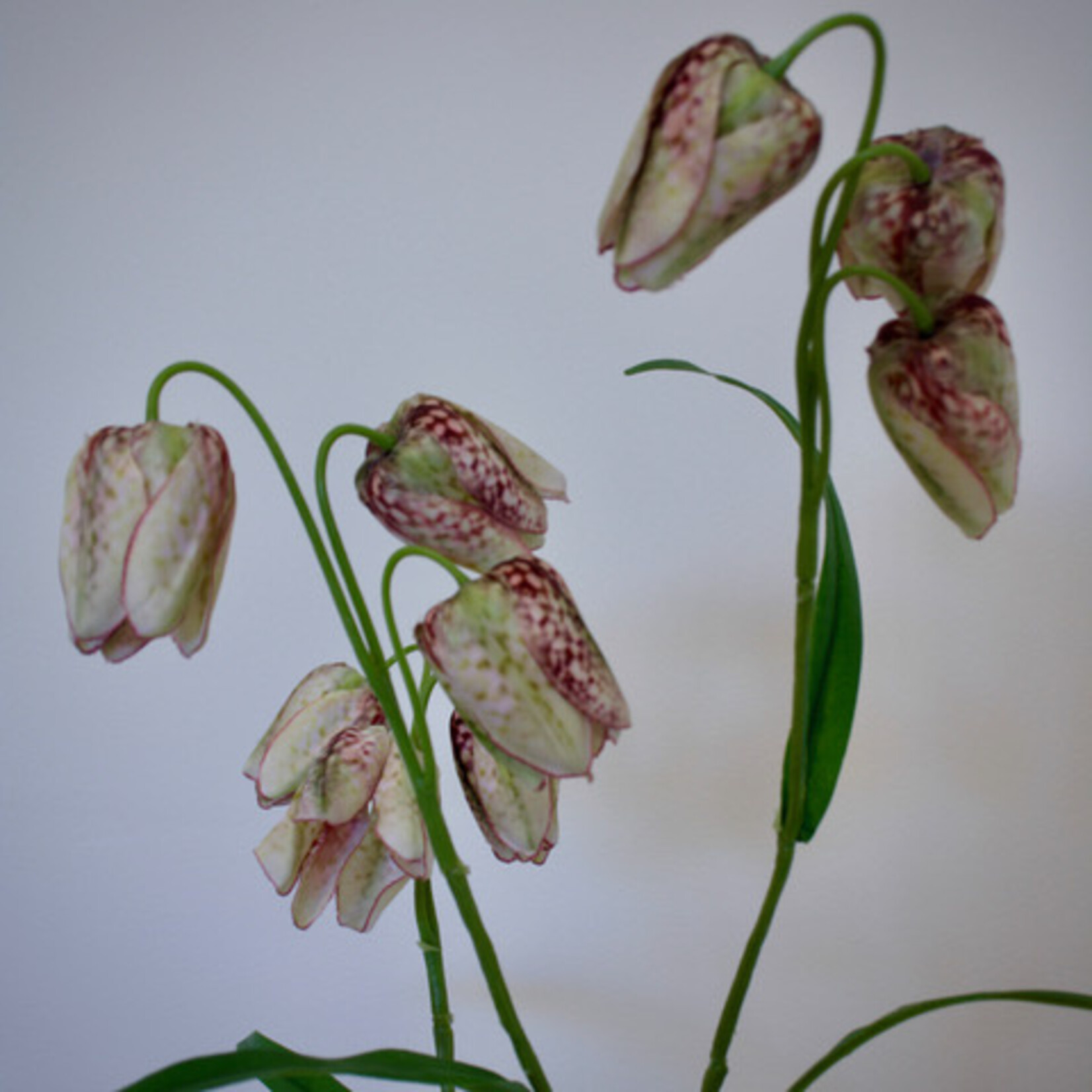 FRITILLARIA | CREAM BURGUNDY | 70 CM