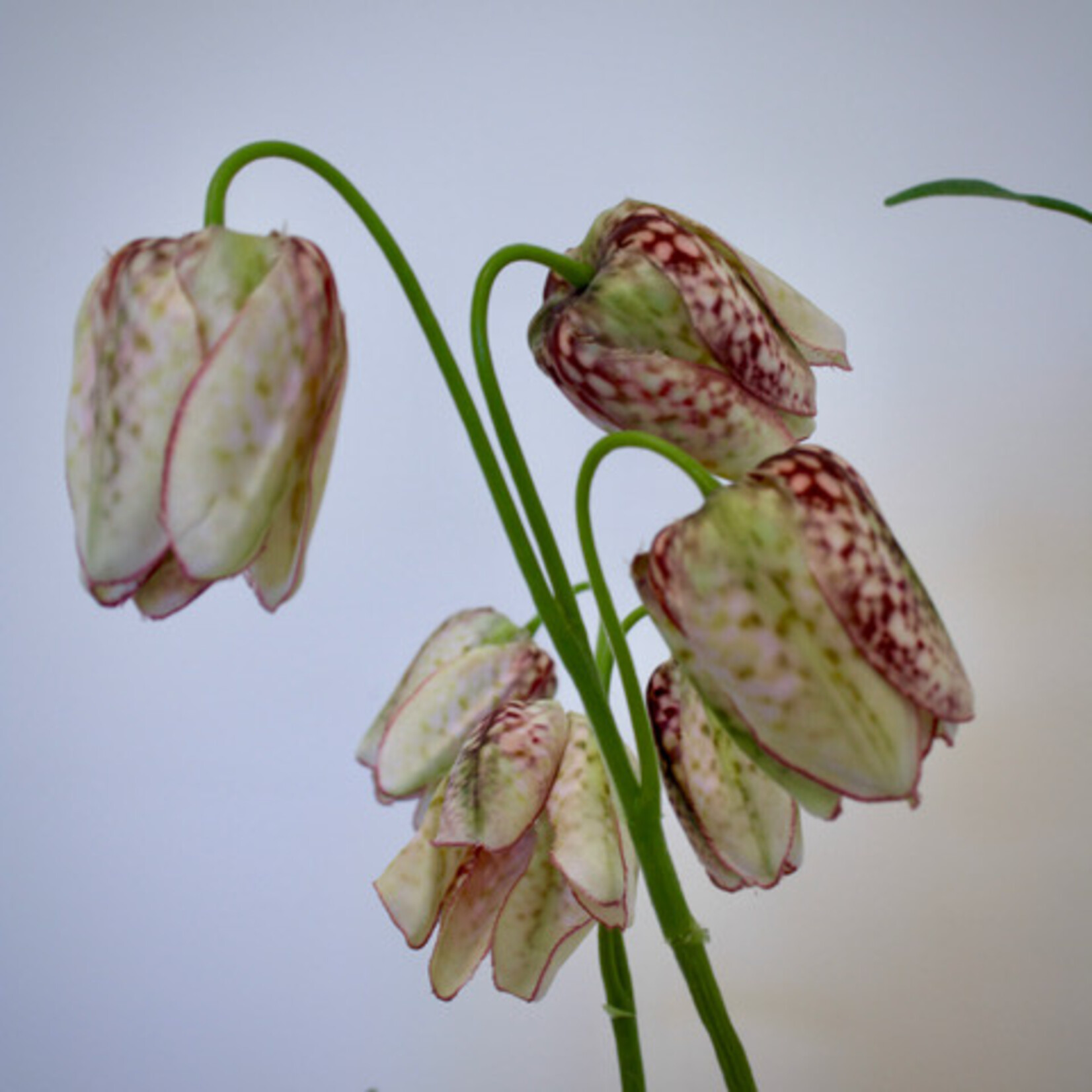 FRITILLARIA | CREME BORDEAUX | 70 CM