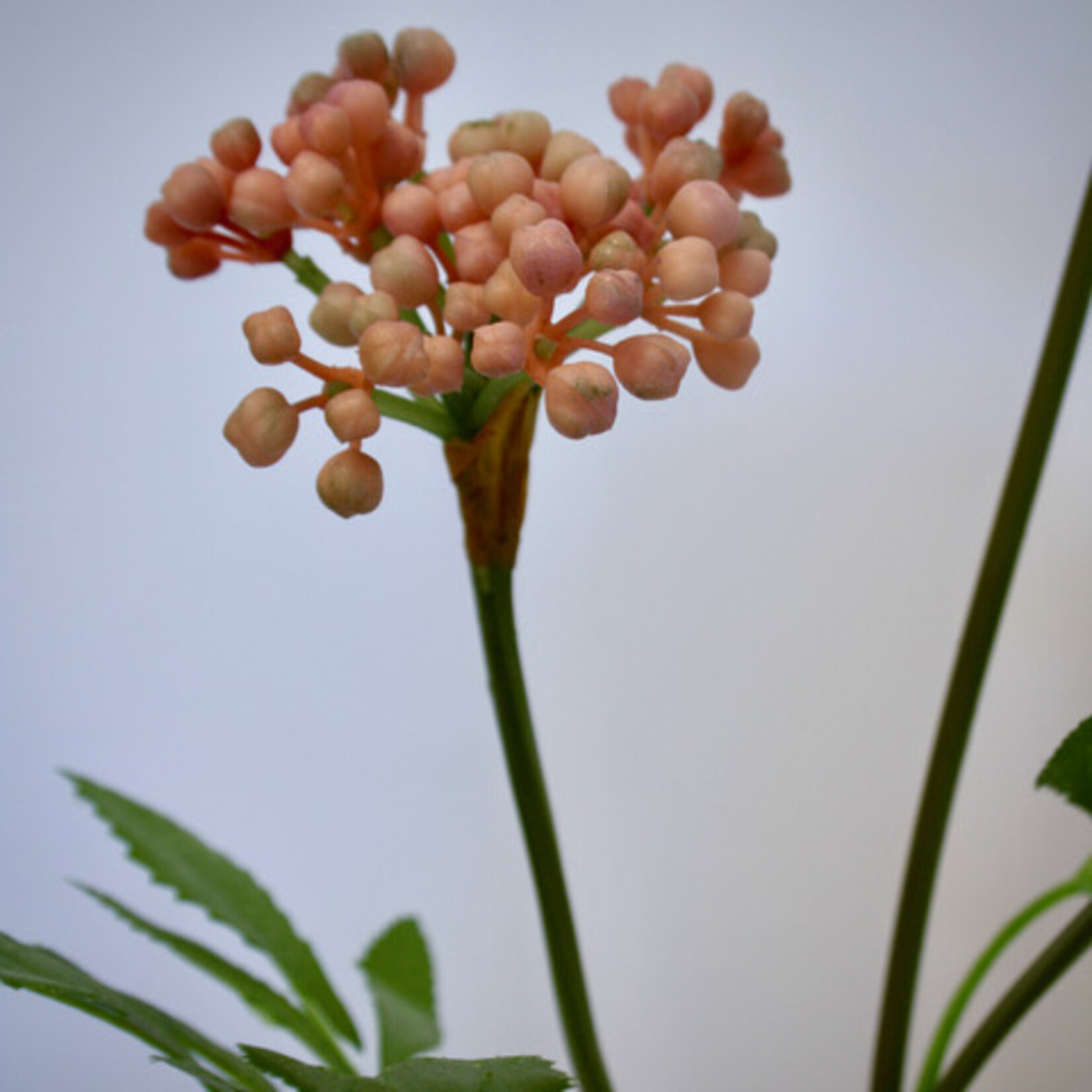 BESSENTAK | ROZE |  80 CM