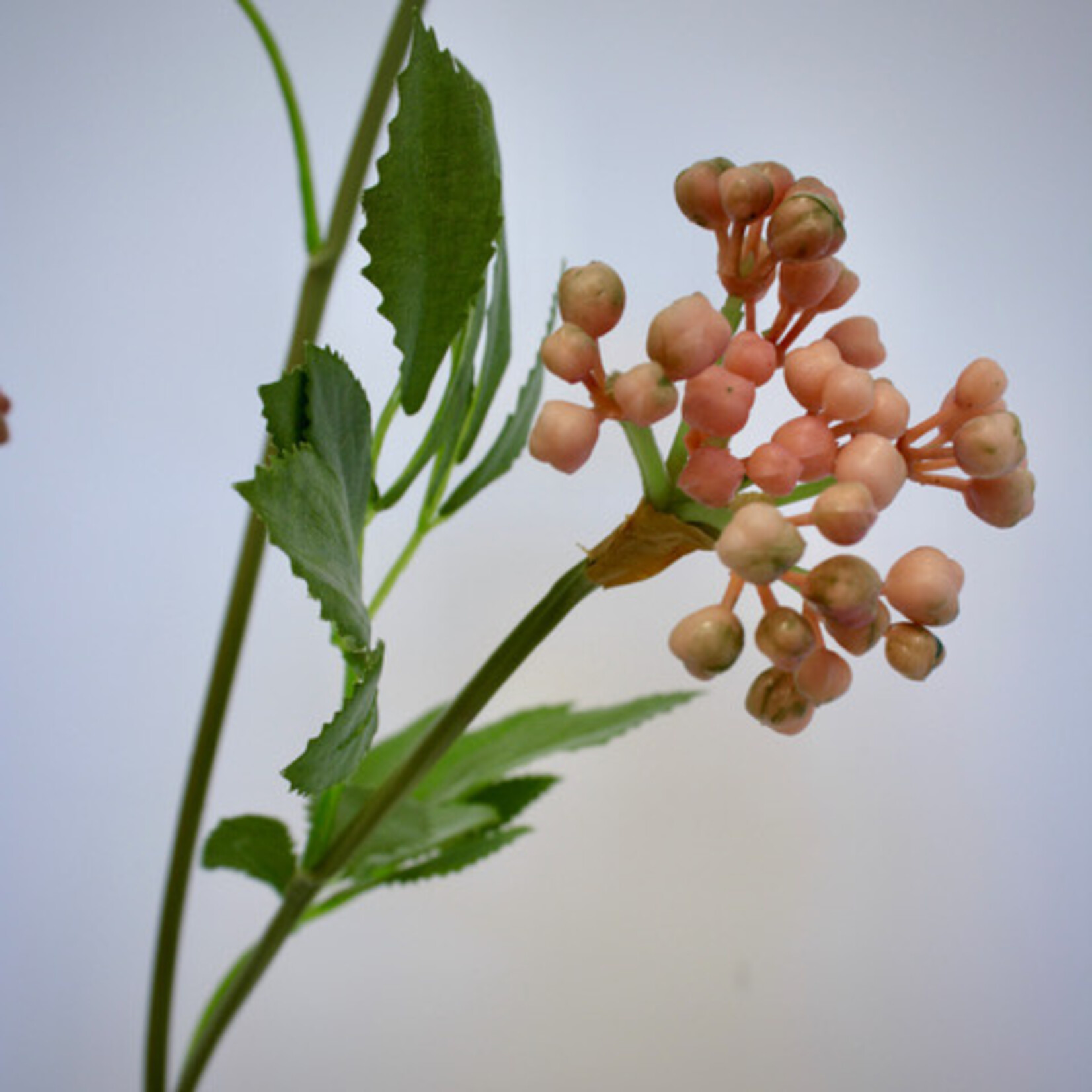 BERRY  SPRAY | PINK | 80 CM