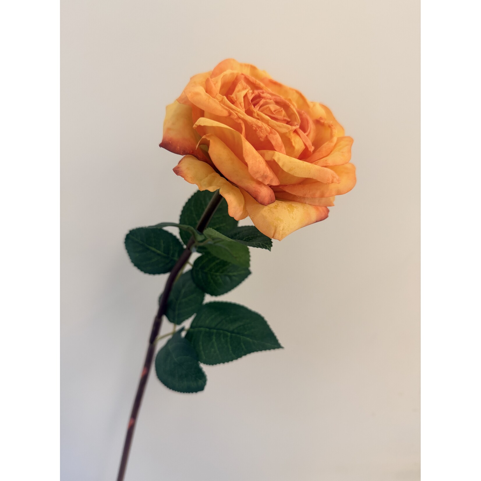 ROSE DEVOTED |ORANGE | 55 CM