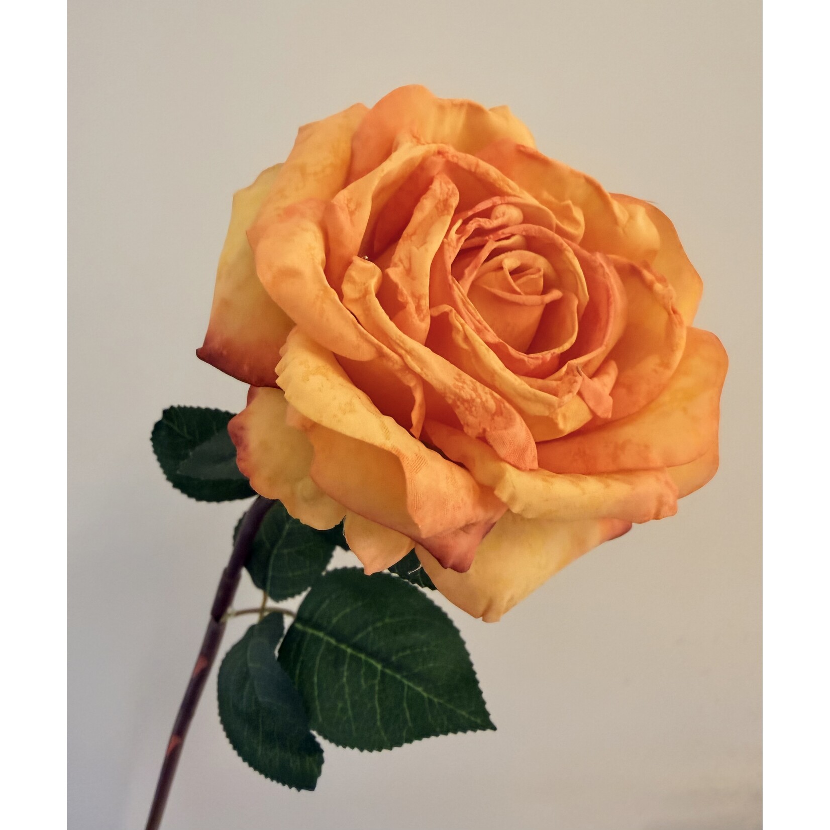 ROOS DEVOTED | ORANJE | 55 CM