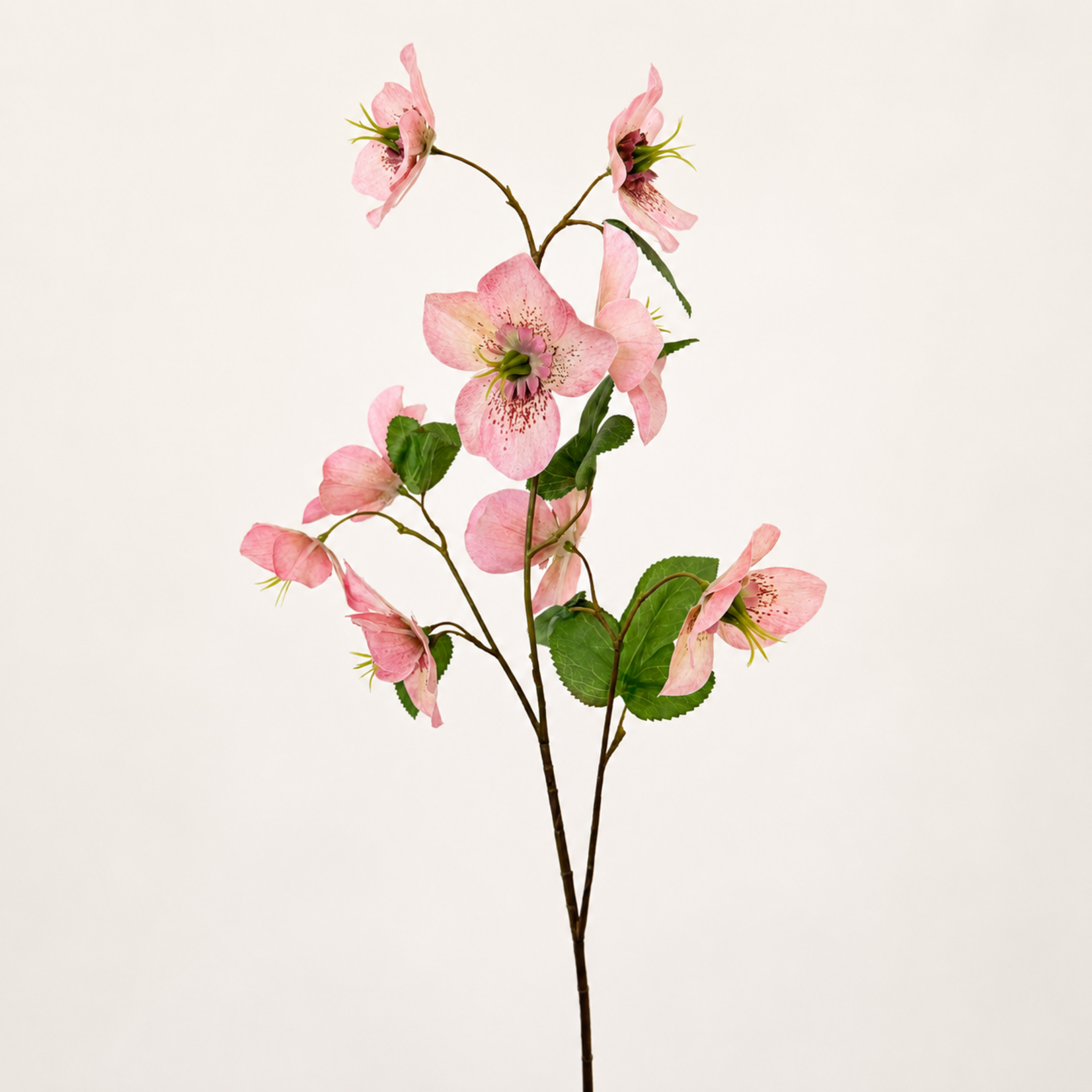 HELLEBORE CHERYL'S SHINE | PINK | 60 CM