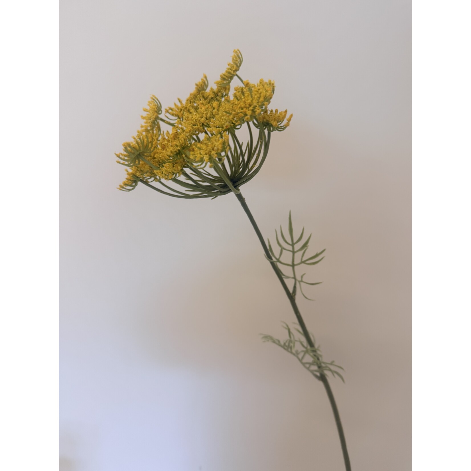 DILL | YELLOW | 67 CM