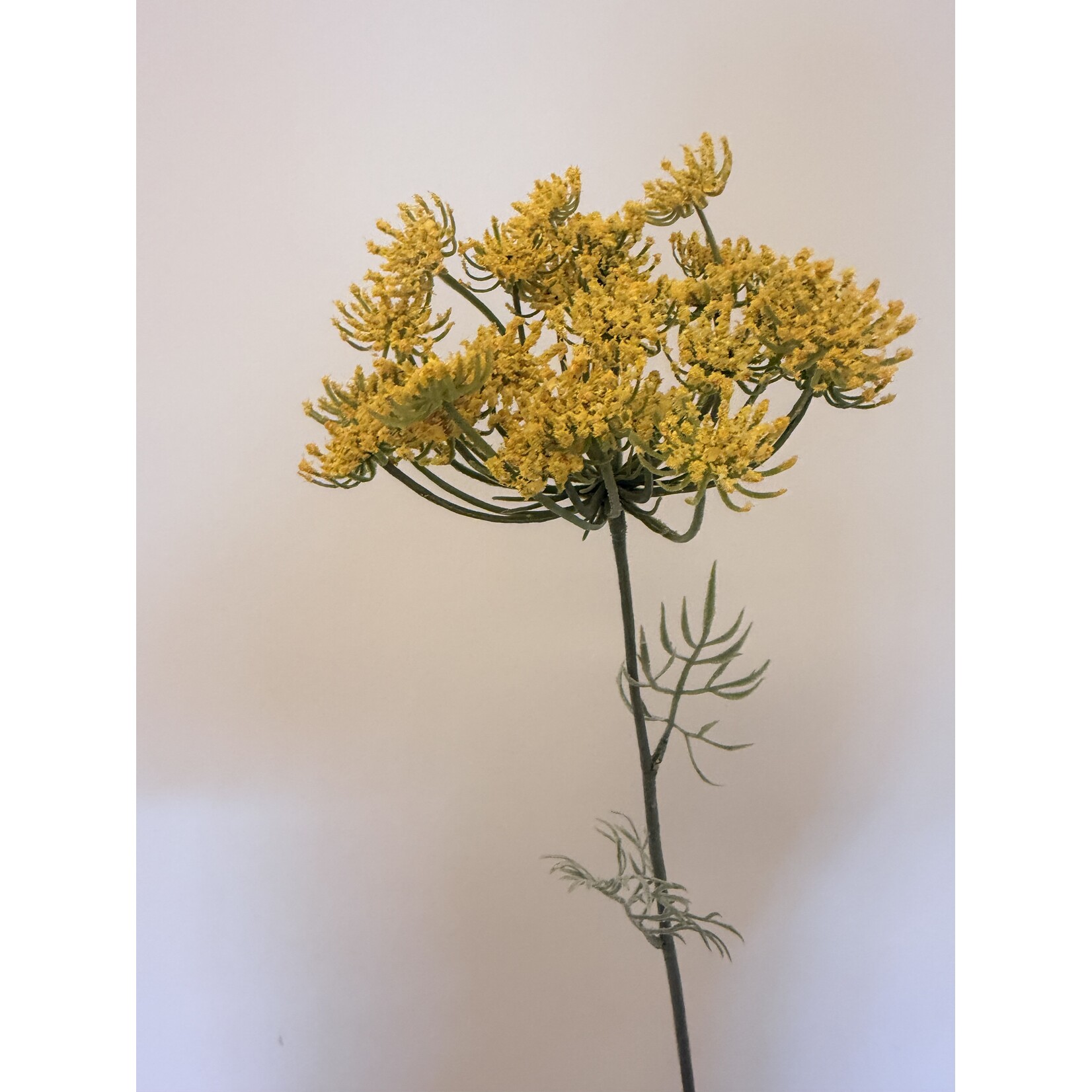 DILL | YELLOW | 67 CM