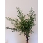 VAREN PLANT | GROEN | 75 CM