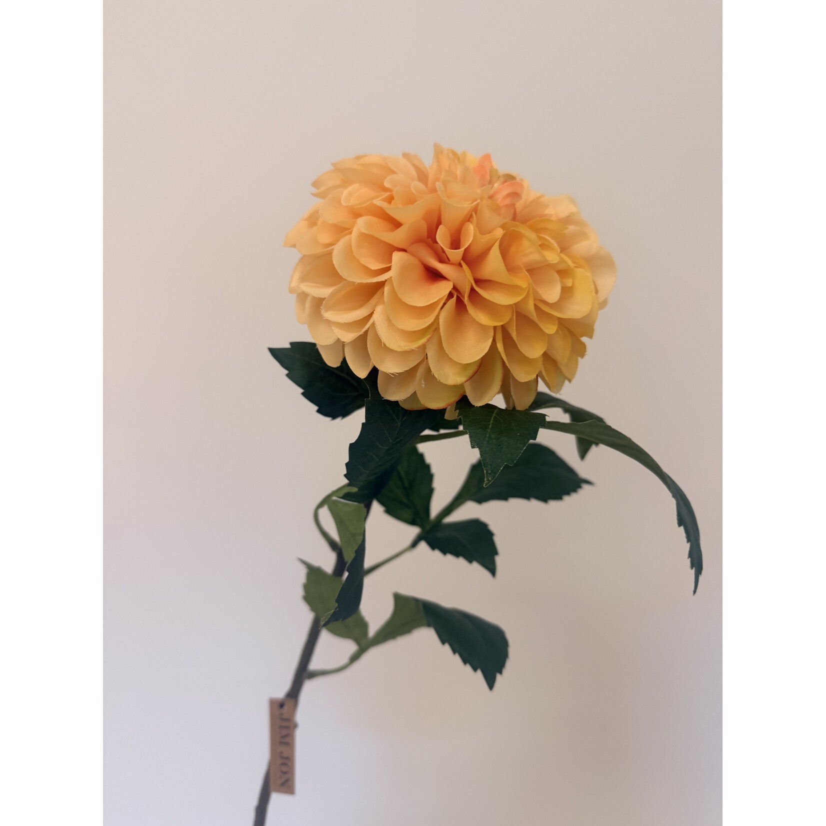 DAHLIA GO GO PEACH  | ZALM | 74 CM