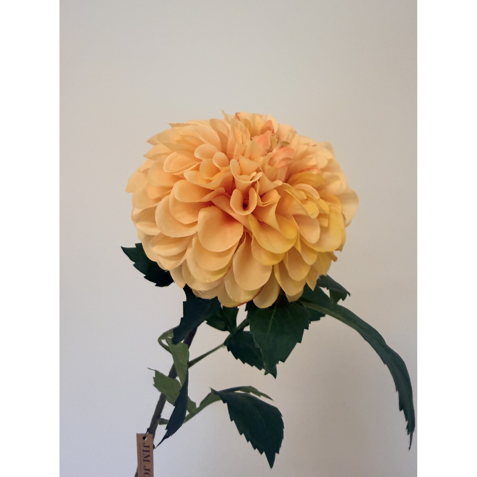 DAHLIA GO GO PEACH | SALMON | 74  CM
