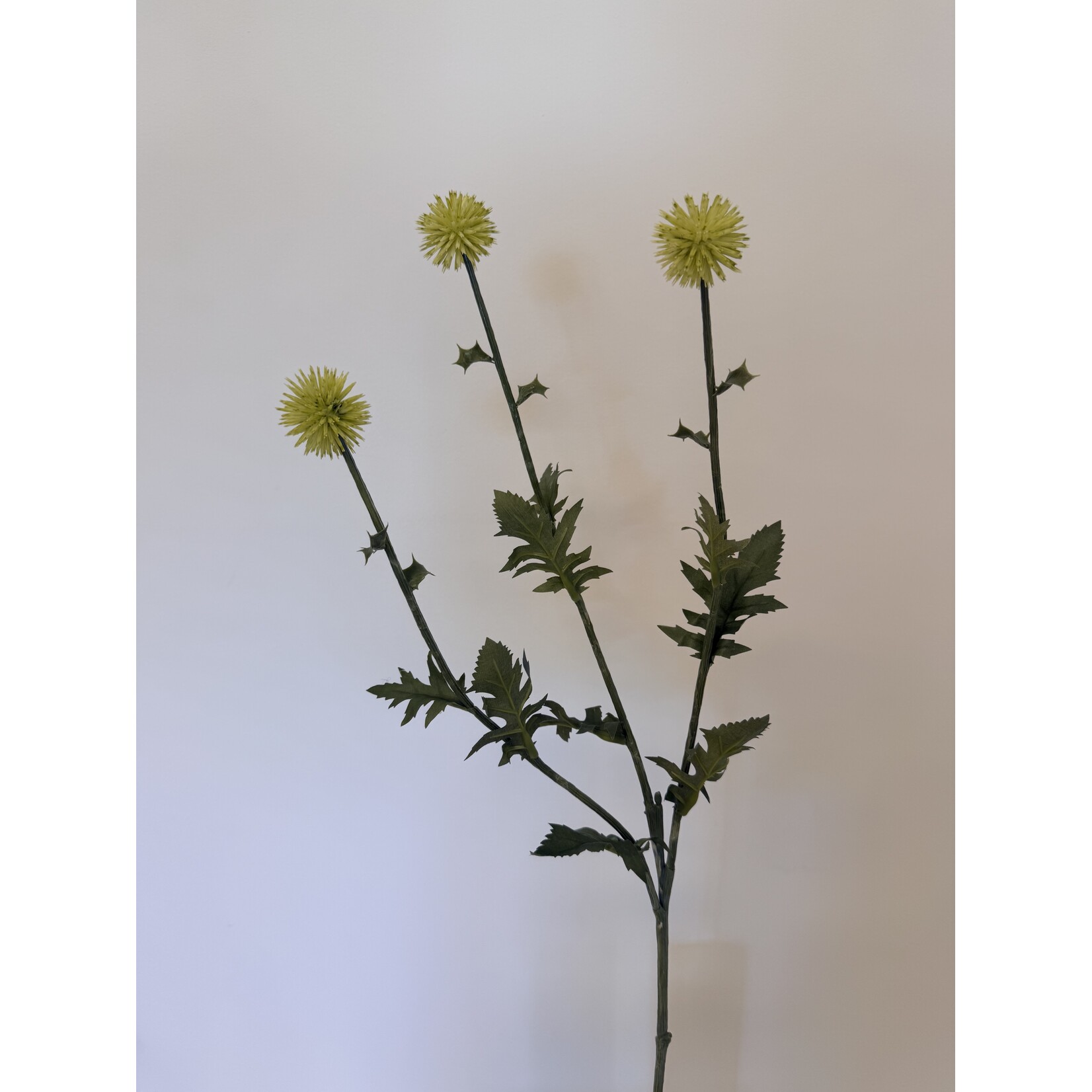 THISTLE | WHITE GREEN | 76 CM