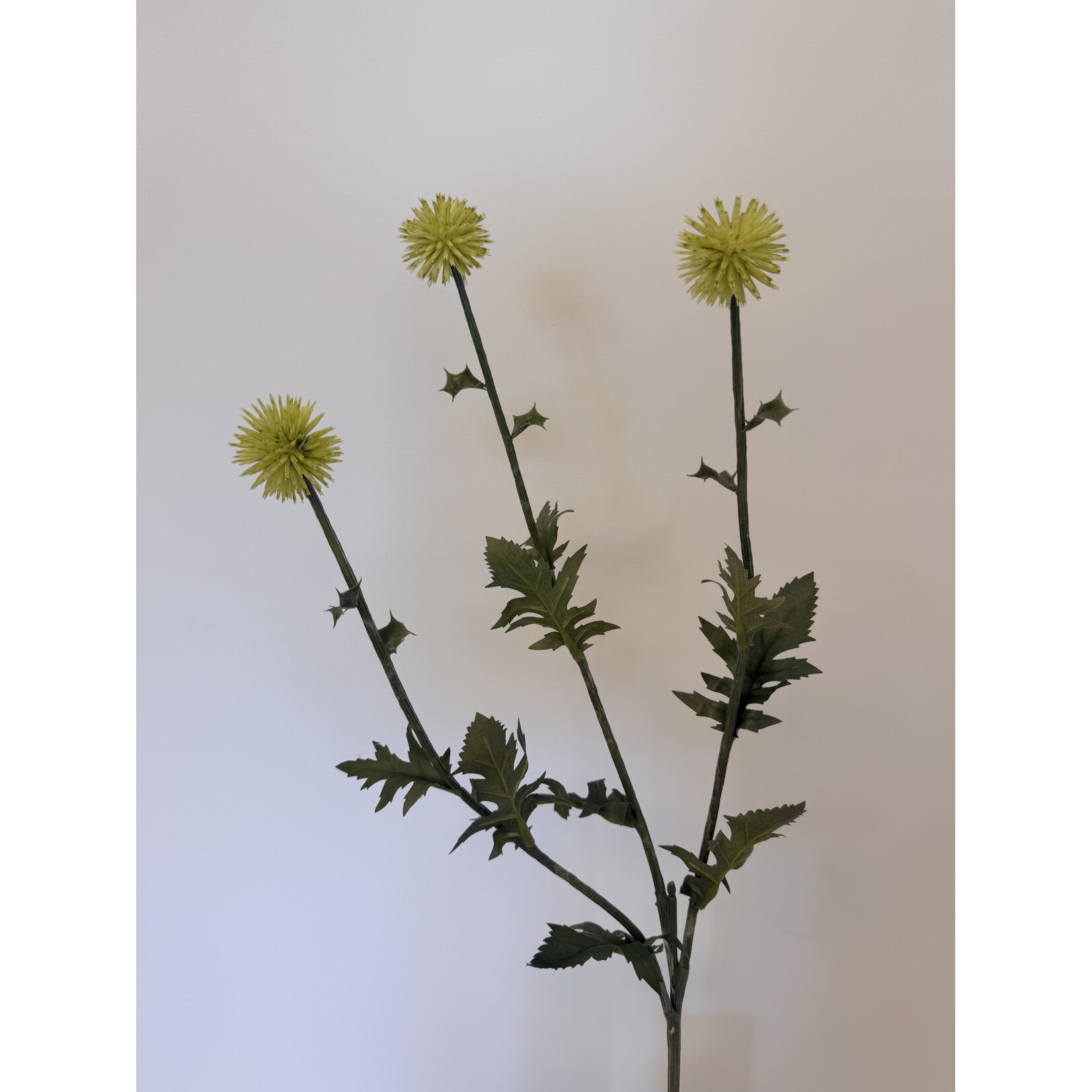 DISTEL | WIT GROEN | 76 CM