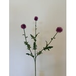 DISTEL | ROZE | 76 CM