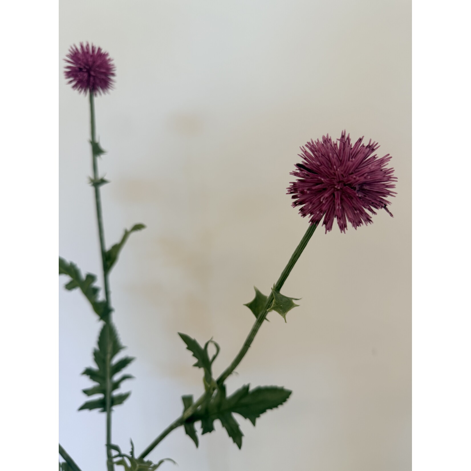 THISTLE | PINK | 76 CM