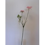 SCABIOSA | ROZE | 80 CM