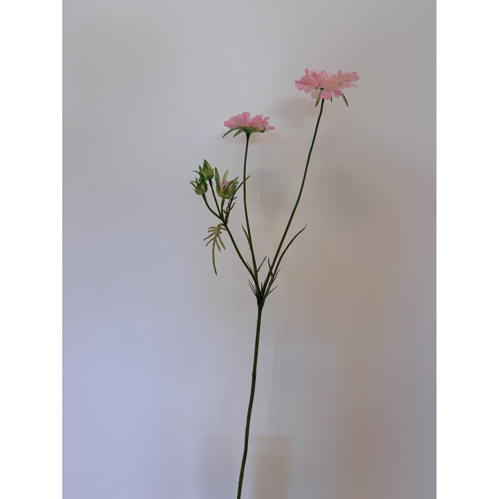 SCABIOSA PINK MIST | ROZE | 80 CM