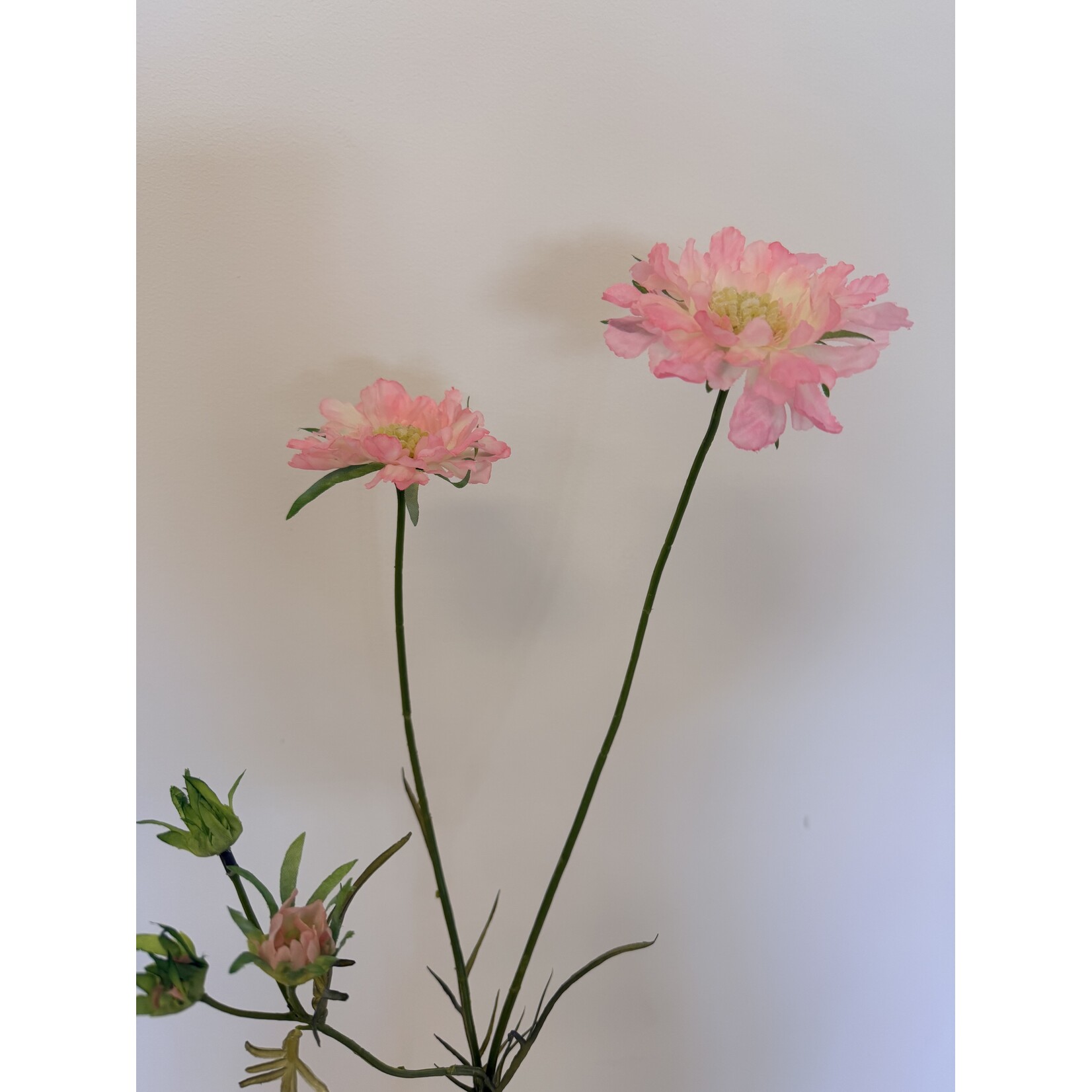 SCABIOSA PINK MIST | ROZE | 80 CM