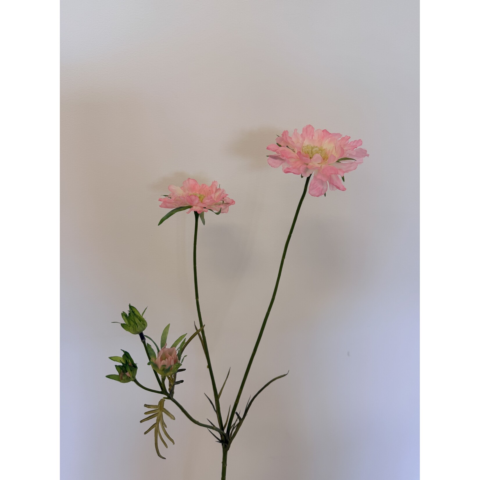 SCABIOSA PINK MIST | ROZE | 80 CM