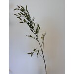 NORTHERN SEA OATS | GREEN | 98 CM