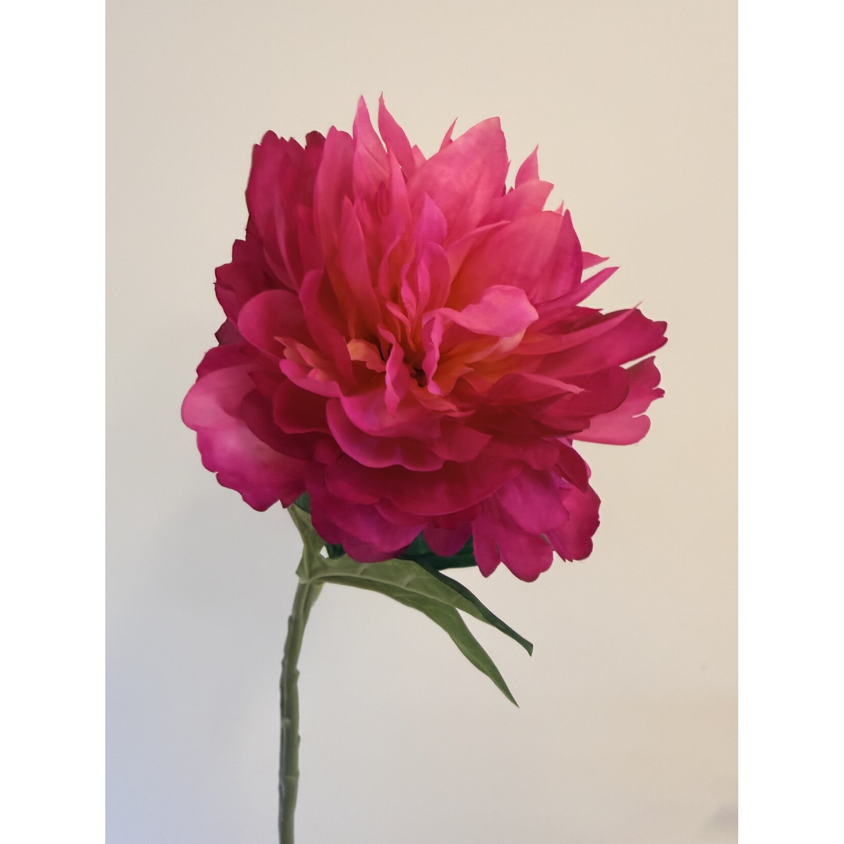 PEONY KANSAS | PINK | 60 CM |