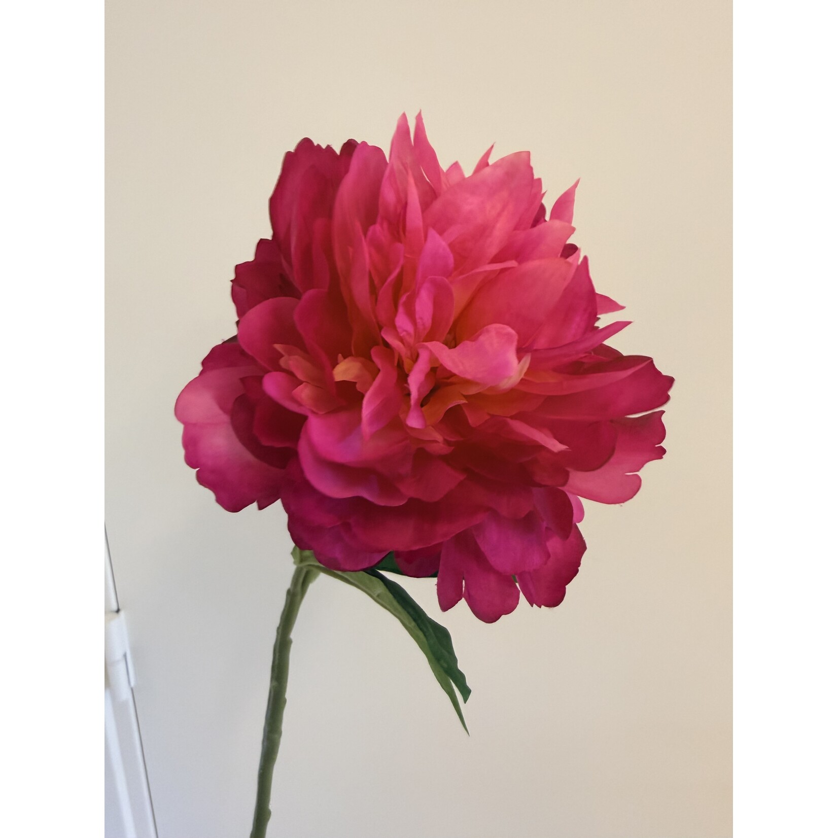 PIOENROOS KANSAS | ROZE | 60 CM