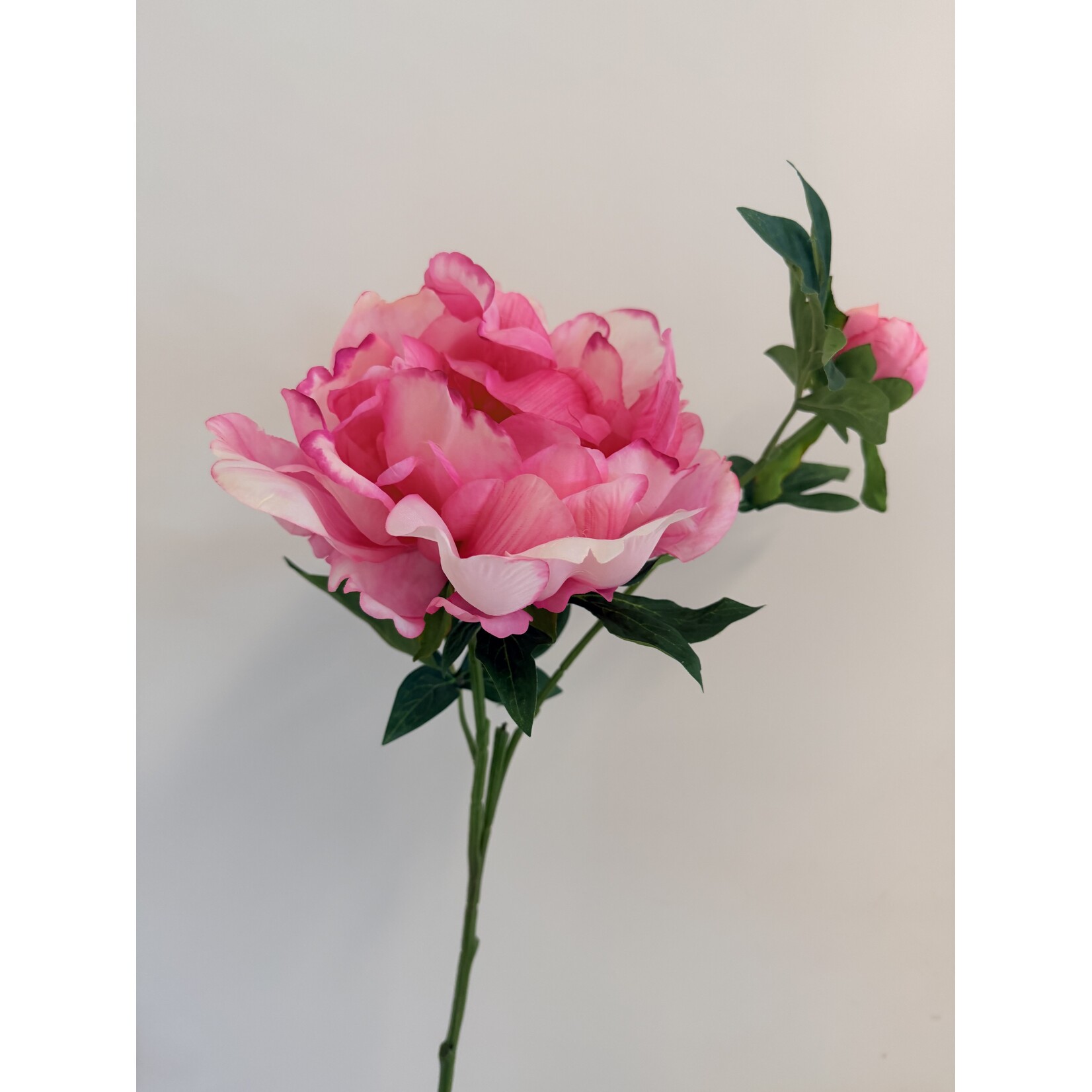PIOENROOS FELIX CROUSE | ROZE | 60 CM  |